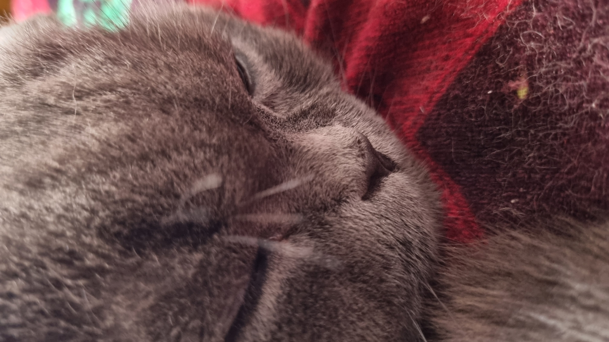 A close-up, eye-level, indoor shot shows a grey cat's face, partially asleep, resting on a red and black plaid blanket. The cat's eyes are mostly closed, with visible eyelids. Its nose is dark and textured. The fur is soft and grey with subtle darker markings. The blanket appears to be made of a soft, textured material. The background is blurred, suggesting a shallow depth of field, with hints of green and pink from another fabric or object. The overall impression is one of comfort and rest. The image was taken in Vysokoe, Russia.