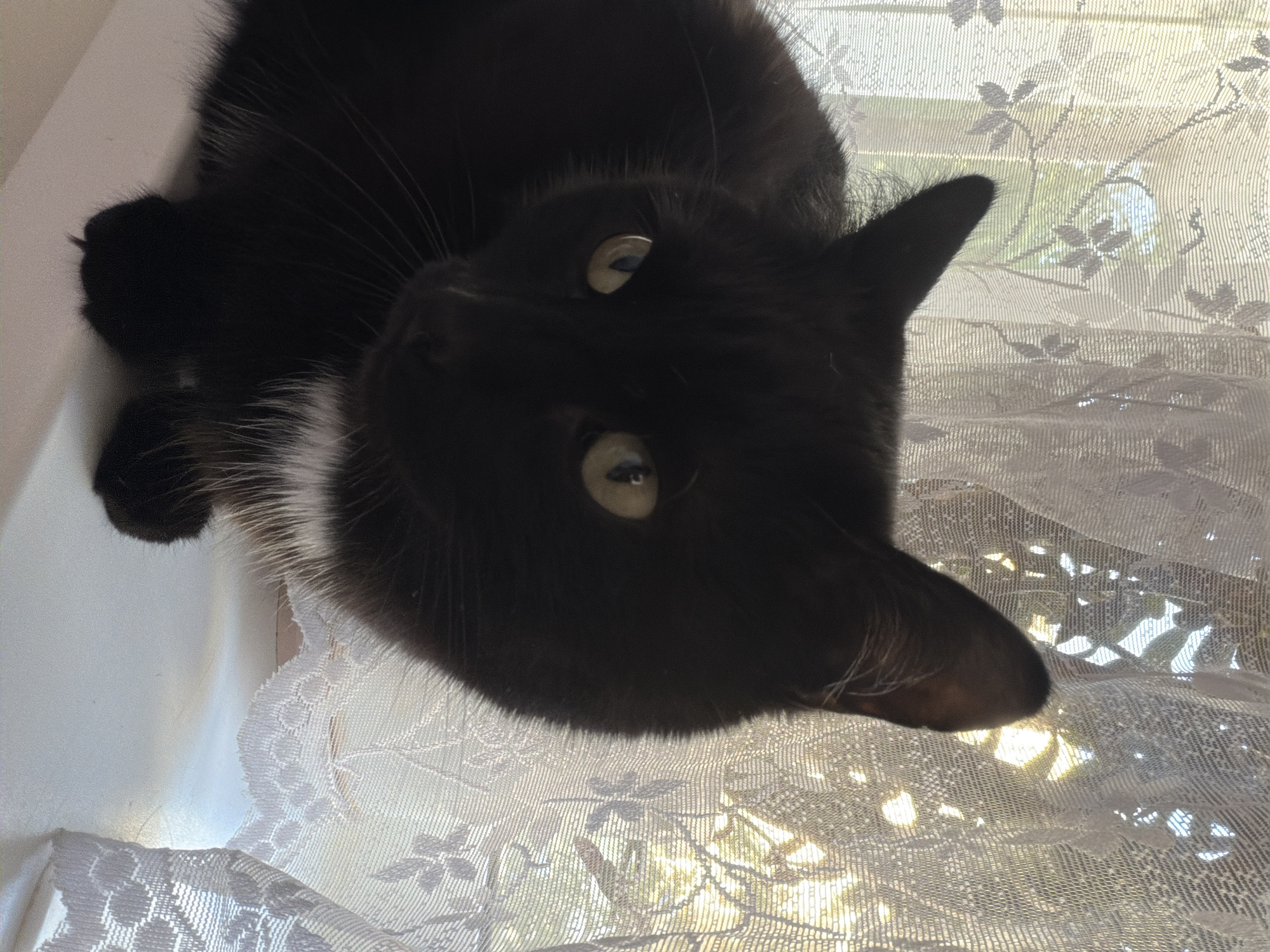 A black cat with yellow eyes is lying on a window sill covered with a white lace curtain. The location of the image is unknown.