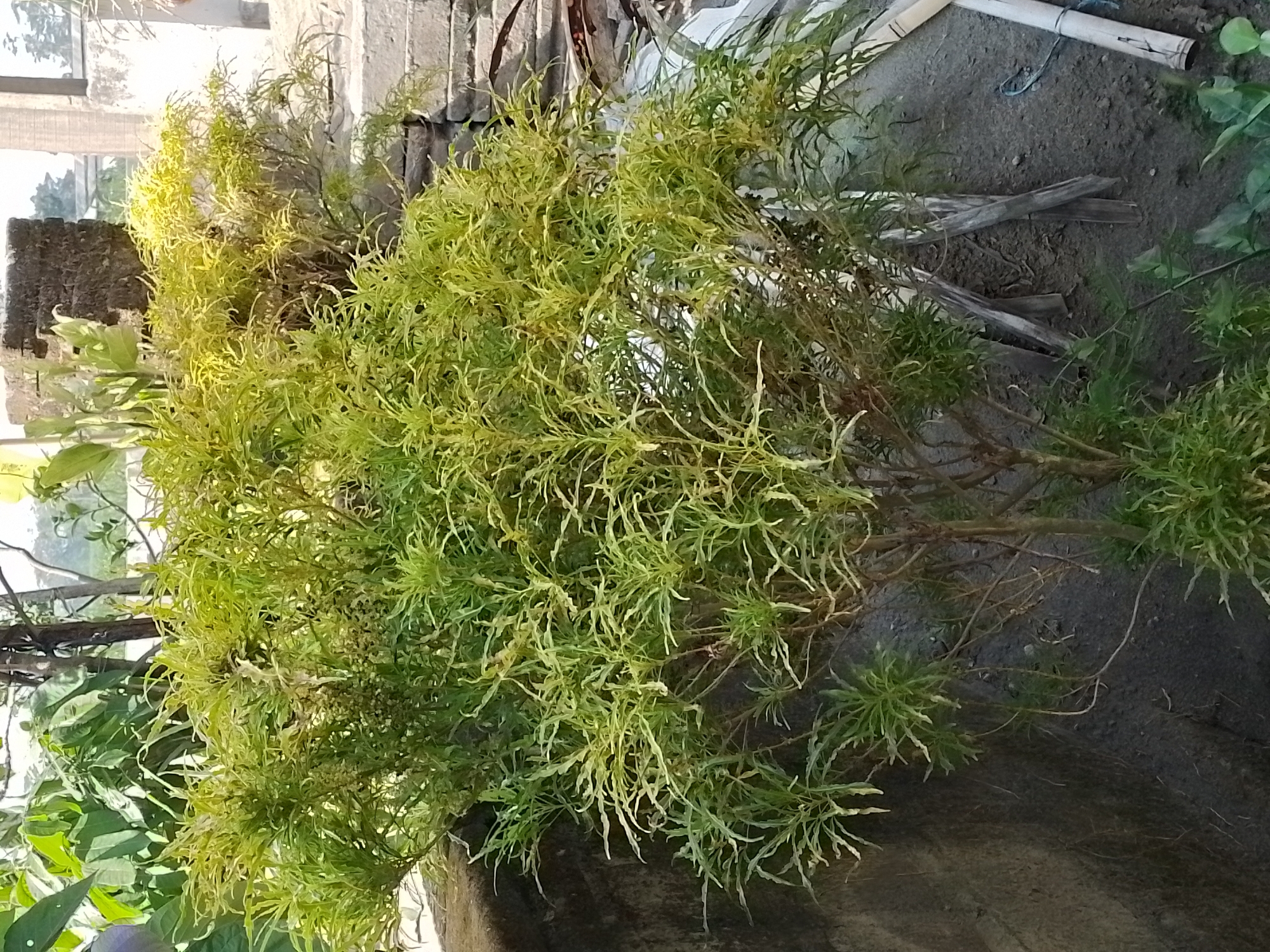 In a sunlit outdoor setting in Ngancar, Indonesia, a vibrant, multi-branched plant with thin, deeply serrated leaves dominates the foreground. The plant's foliage displays a gradient of colors, from bright green at the base to a lighter, yellowish-green towards the upper sections, suggesting it is healthy and well-lit. The plant is situated next to a rough, dark grey, textured wall that appears to be made of concrete or stone. Behind the plant and to the right, there are stacked, flat grey stones forming steps or a foundation, and further back, a light-colored structure with visible windows can be observed, likely a building. The ground around the plant is a mix of dark soil and scattered dry leaves and twigs. Several pieces of dried bamboo are propped against the plant or lying on the ground. The overall scene suggests a natural, outdoor environment, possibly a garden or yard, in a locale with ample sunlight and a dry climate, as indicated by the presence of dried bamboo and leaves.