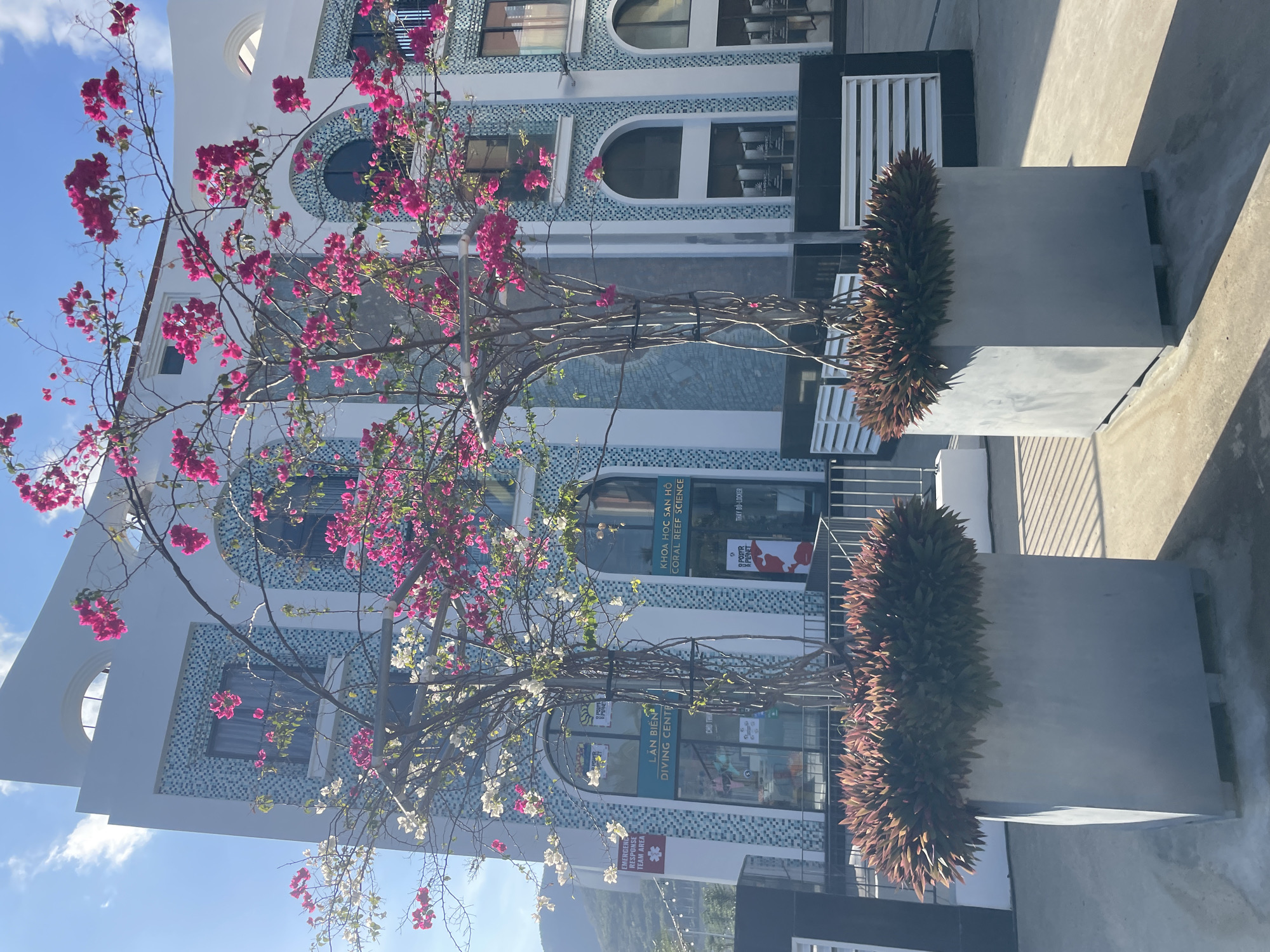 The image captures a street scene in the city of Bac Nha Trang Ward, Vietnam. The foreground features two large, rectangular planters made of a smooth, gray material. Each planter contains a dense arrangement of dark-leaved plants. Emerging from behind the planters are two slender, bare-branched trees adorned with vibrant pink and white flowers. The trees reach towards the lower floors of a multi-story building. The building exhibits a modern design, with a white facade accented by bands of blue-and-white mosaic tiles. Arched windows punctuate the facade, and the glass fronts of businesses are visible on the ground floor. Signage indicates a diving center, "LAN BIEN DIVING CENTRE," and a coral reef science organization, "KHOA HOC SAN HO CORAL REEF SCIENCE." A street sign is partly visible at the bottom. In the distance, a mountain is faintly outlined against the sky. The lighting suggests a sunny day, with shadows cast on the pavement.