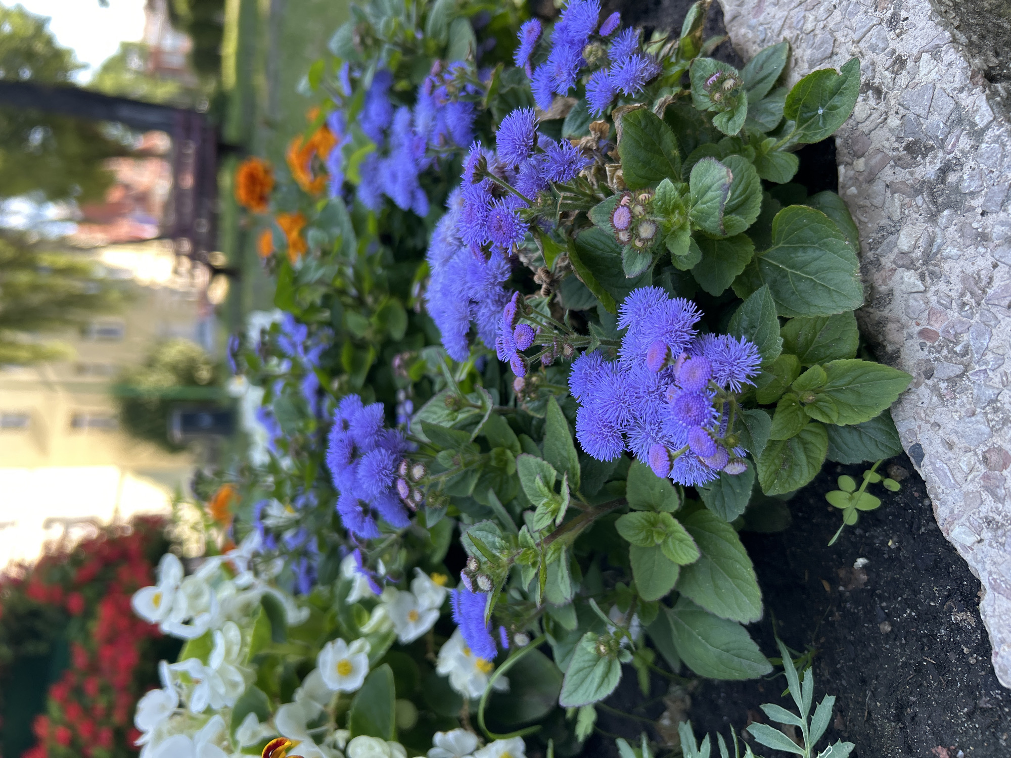The image shows a close-up view of a flowerbed filled with vibrant purple Ageratum flowers in full bloom, along with white flowers in the background. The flowers are densely packed and form a textured carpet of color. In the blurred background, there are glimpses of a park or garden setting with trees, a bench, and buildings, suggesting an urban environment. The ground in the foreground is dark soil and a rough concrete border. The lighting suggests it is daytime, possibly late afternoon, given the warm glow on the buildings and trees. The scene depicts a well-maintained public space, likely a park or a decorative planting in the city of Tczew, Poland. There are no people or animals visible in the image.