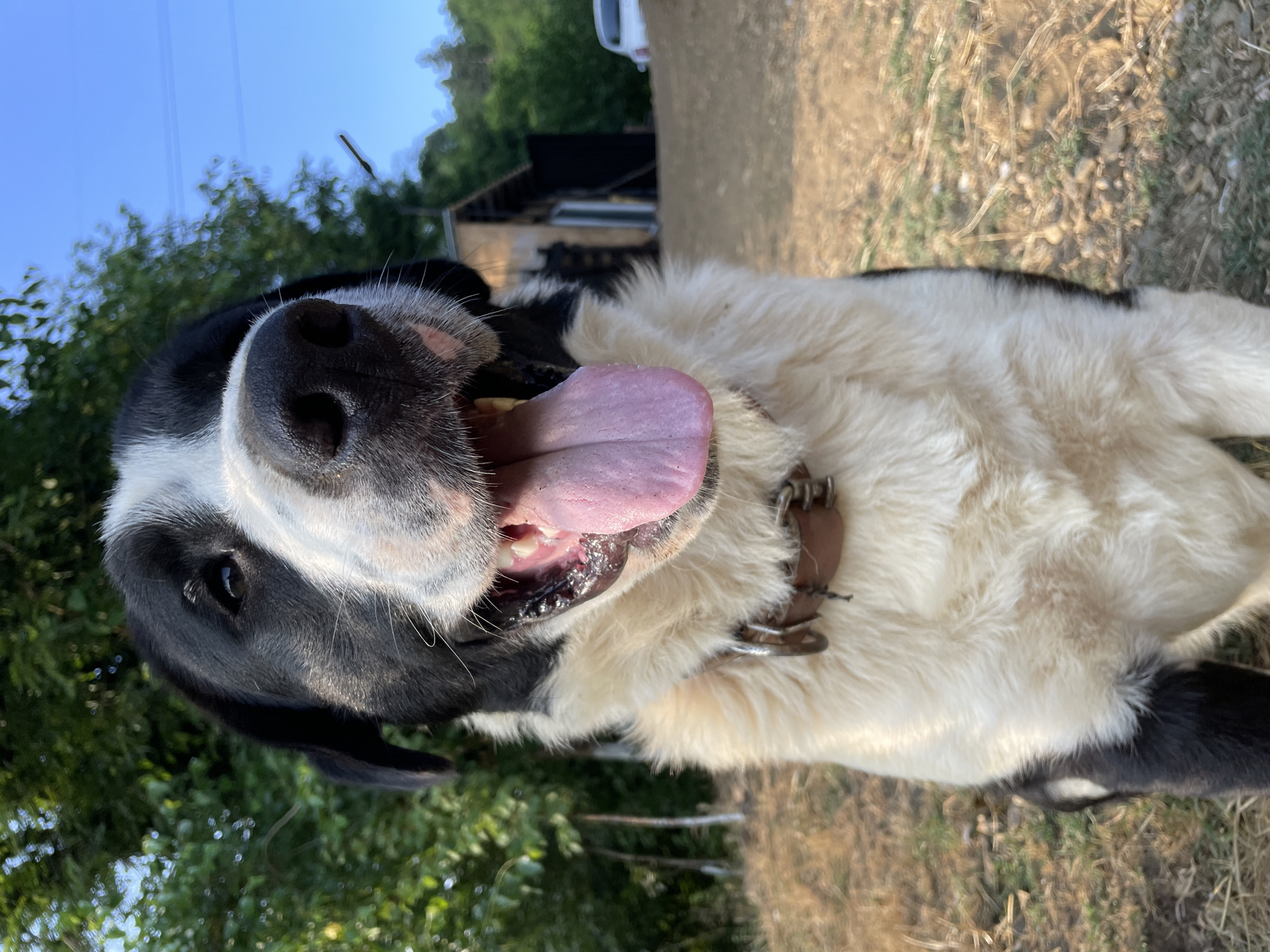 The image is a close-up, low-angle, vertical shot of a black and white dog panting with its tongue out. The dog's head and chest are in focus, with its snout and mouth dominating the foreground. Its fur is predominantly white with black markings on its face and ears. The dog is wearing a brown leather collar with a metal ring. In the background, blurred trees, some dry grass and soil, and a rustic structure with a dark roof are visible. The sky is a clear blue. The lighting suggests it is daytime, likely late afternoon or early morning due to the angle of the sun creating some shadows. The overall impression is one of a happy, energetic dog outdoors in a rural setting, possibly in Zlatograd, Bulgaria, given the location context. There is no visible text in the image.