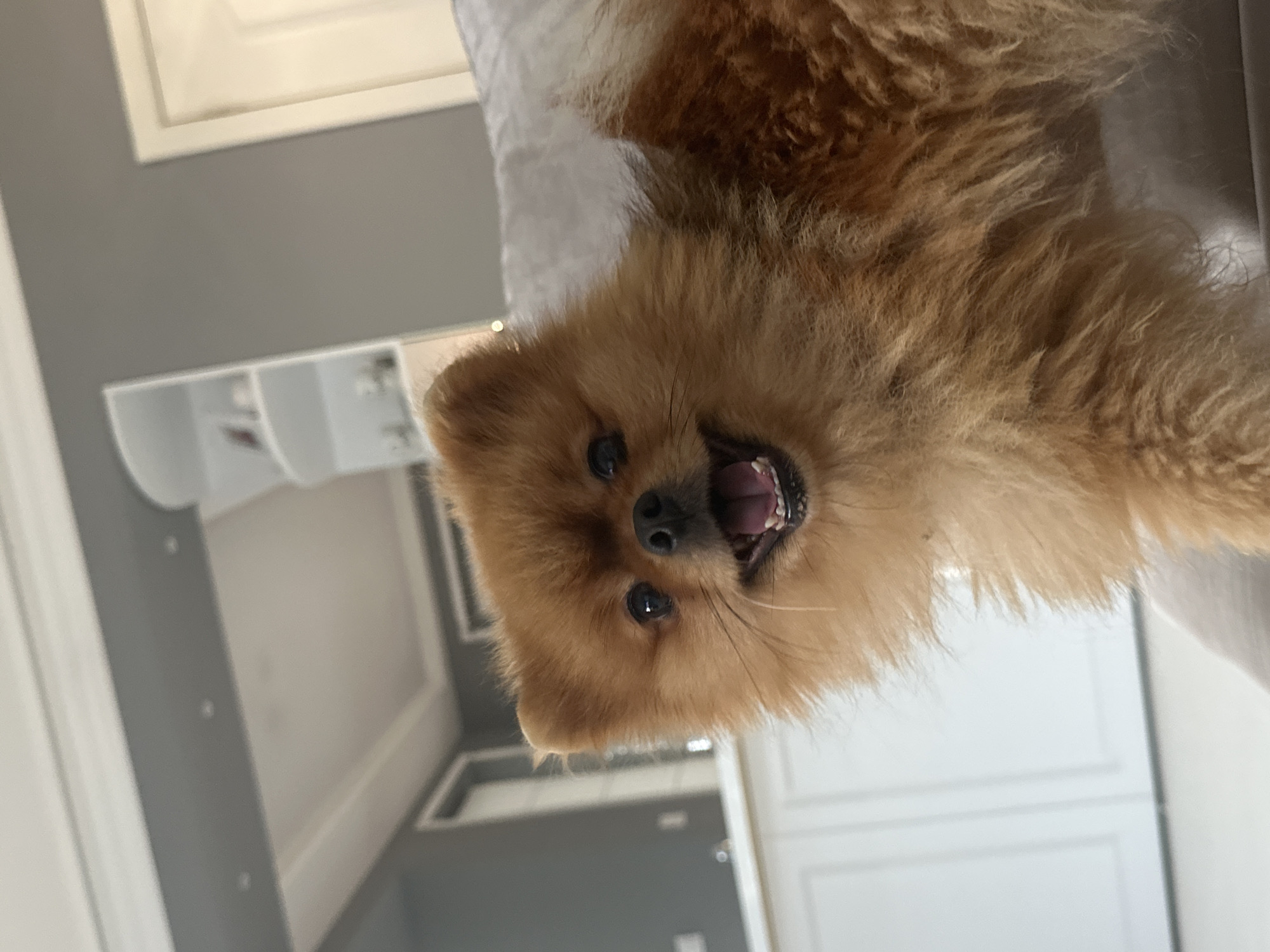 A tan Pomeranian dog with its mouth open and tongue visible is shown in a close-up, shallow depth of field shot. The background is out of focus, showing what appears to be a modern interior with gray walls, white cabinetry, and possibly shelving. The dog's fur is fluffy and appears light brown or golden. There is no indication of the dog's location in the city of Asenovgrad, Bulgaria.