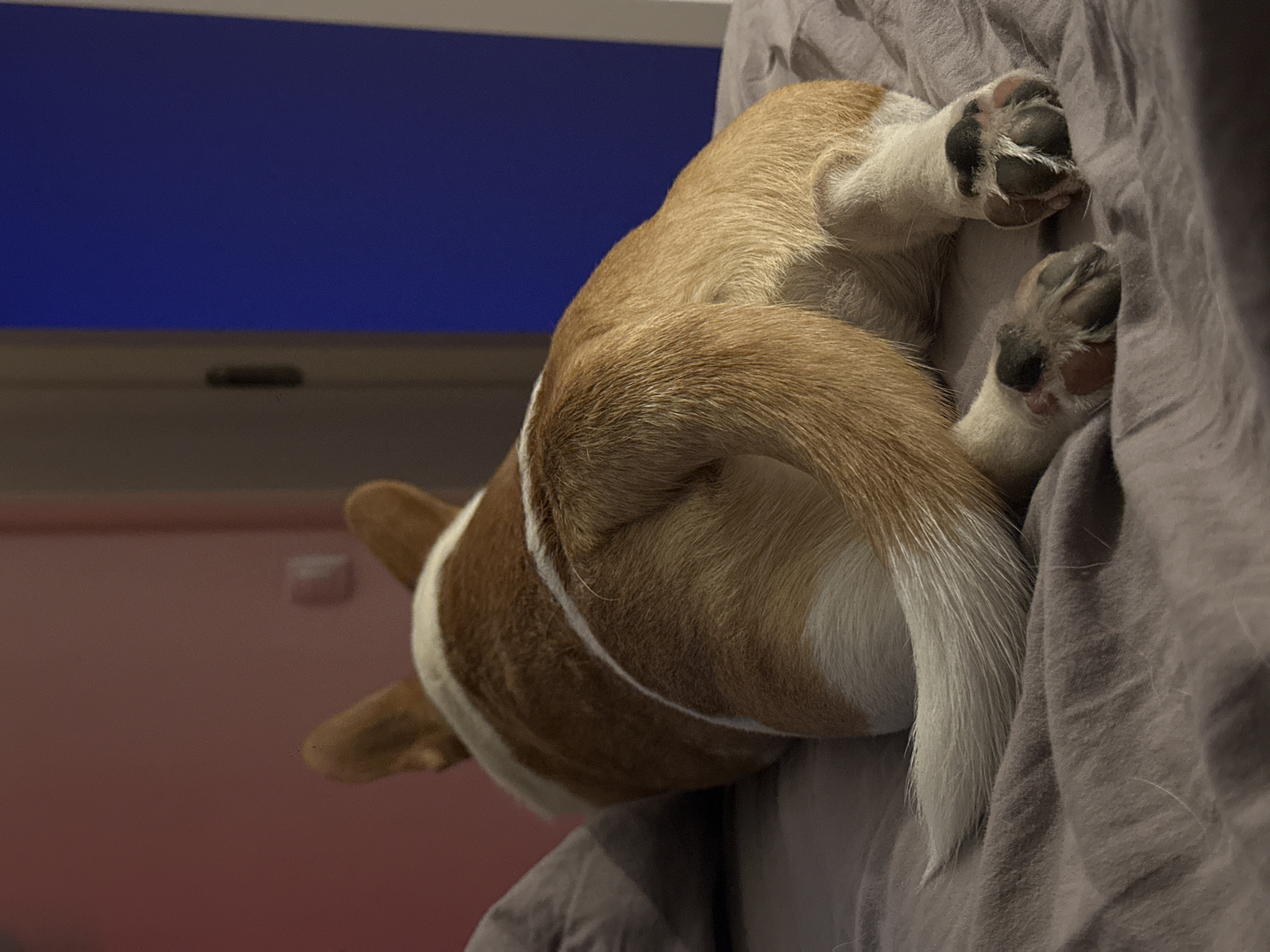 An indoor shot taken in Moscow, Russia, features the hindquarters of a small to medium-sized dog, likely a Corgi, curled up on a textured, greyish-purple fabric, possibly a bed or blanket. The dog, predominantly tan and white with a distinct white stripe around its midsection, appears to be deeply asleep or resting. Its fluffy, light-colored tail is visible, along with its two hind paws, which show dark paw pads and light fur.
In the background, to the left of the dog, a large, dark blue rectangle dominates, strongly resembling a monitor or television screen displaying a solid blue image. Below this screen, a horizontal dark grey surface, possibly a window ledge or furniture, extends across the frame. Further to the left and lower down, a warm, reddish-pink wall is visible. The lighting is dim, suggesting evening or night, with the blue screen providing a noticeable glow. No text is visible in the image. The overall scene conveys a sense of peaceful domesticity and comfort for the sleeping animal.