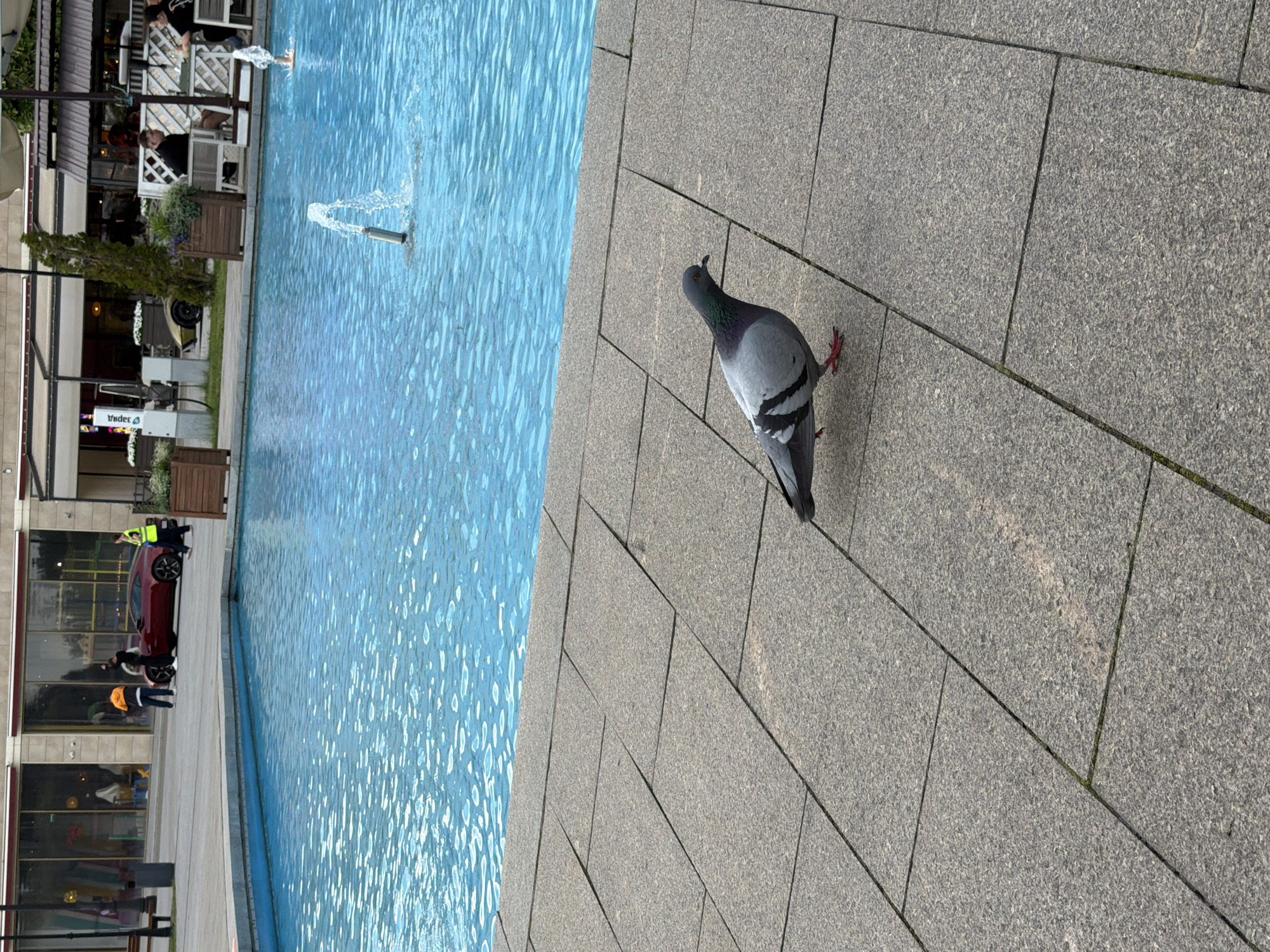 A pigeon stands on a granite paved plaza next to a bright blue fountain. In the background, several people are visible near a red sports car, and a golden vehicle is parked by a building with storefronts and outdoor seating. A small fountain is active in the middle of the pool.
