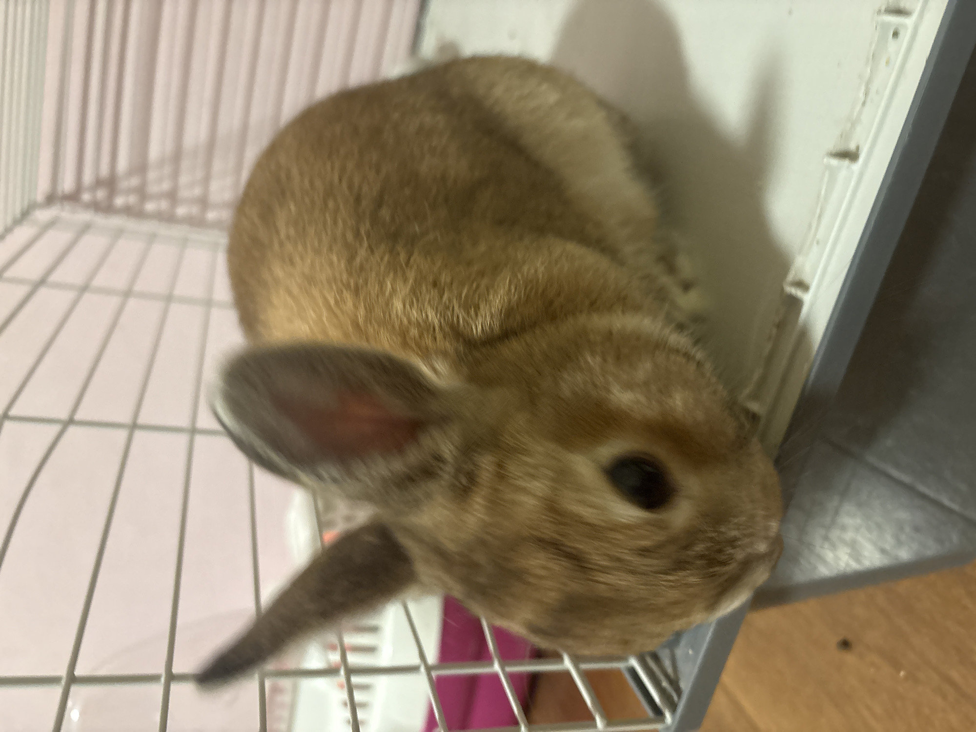 A small, domestic rabbit, predominantly light brown with darker markings on its fur, is captured in a close-up shot. The rabbit's dark, alert eye is visible, and one ear is partially seen, perked upwards. Its body is curled, suggesting it is either resting or observing its surroundings.
The rabbit is situated within a metal wire cage, indicated by the white grid bars visible in the foreground and beneath the animal. In the background, a light-colored wall or curtain with faint vertical stripes can be seen, casting subtle shadows from the cage bars onto it. To the right of the rabbit, a white plastic panel, likely part of the cage's base or an adjacent feeder, is visible. Below and to the far right, a light brown wooden or laminate floor is present.
The activity appears to be the rabbit looking out or down from its enclosure. The image has a shallow depth of field, with the rabbit's head and a portion of its fur being the primary focus, while the rest of the scene is slightly softer. The indoor setting suggests a domestic environment, possibly a home in Ореховка, Russia. The time of day is not discernible due to artificial lighting, and there are no specific weather cues. The rabbit's expression conveys a sense of curiosity or attentiveness. No visible text is present in the image.