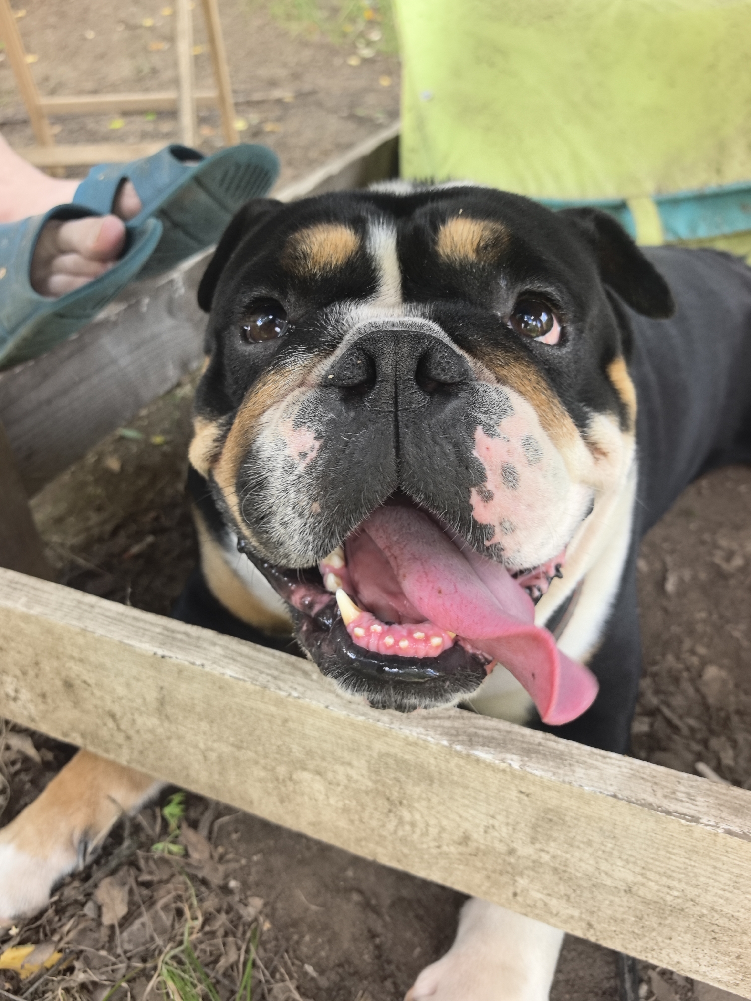 A tri-color bulldog is pictured close-up, panting with its tongue out, against a backdrop of dry leaves and dirt. The dog has black, tan, and white markings. In the upper left corner, a person's feet are visible wearing blue flip-flops. A wooden fence runs across the foreground. The scene appears to be outdoors, possibly in a yard or park. No specific location in Noviy, Russia can be determined from the image.