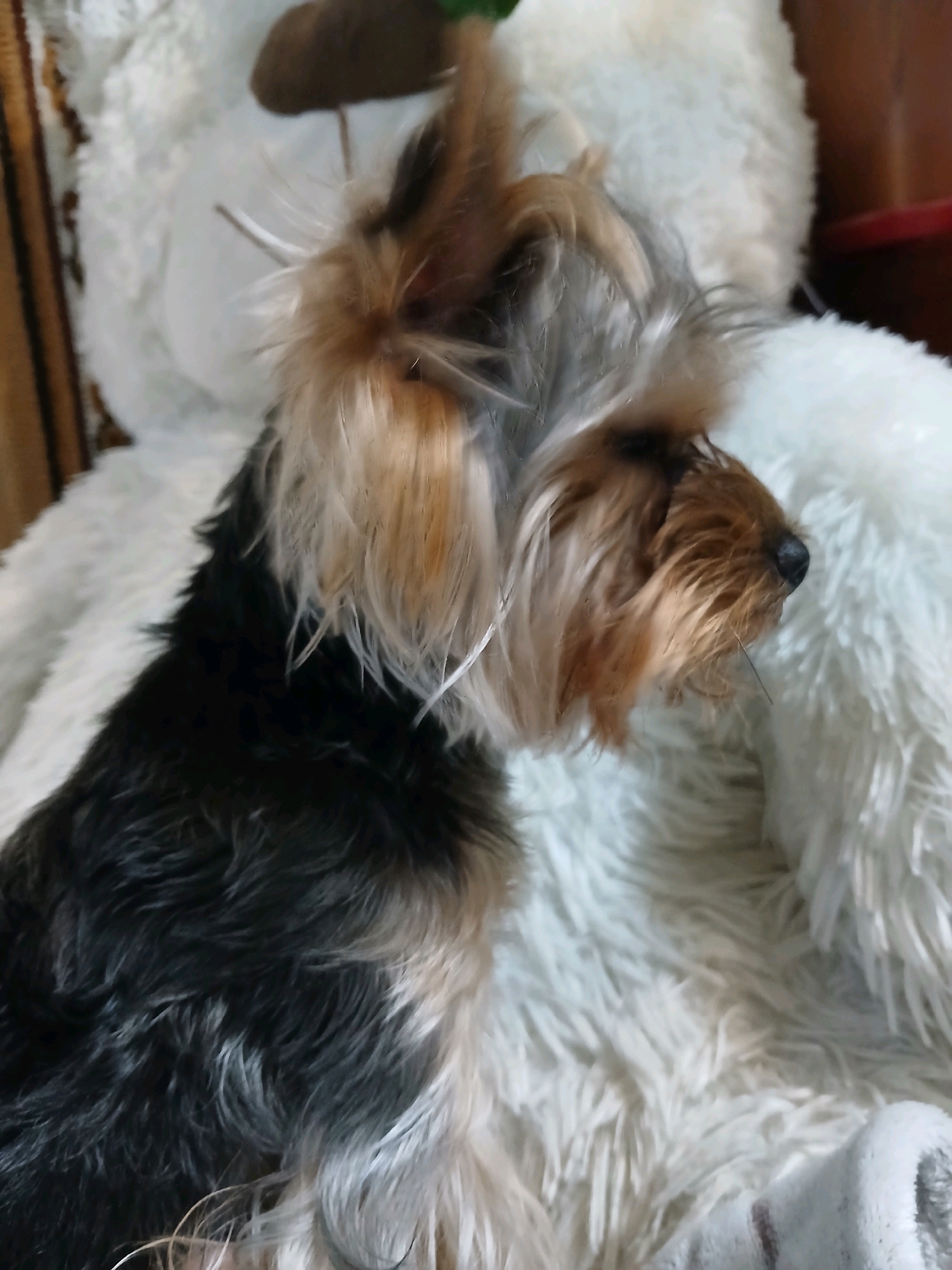 A close-up, profile shot of a Yorkshire Terrier dog is captured, resting on a large, white, fluffy object that appears to be a teddy bear or a plush blanket. The dog's fur is a mix of black, tan, and gray, with longer tan fur around its face and ears. Its dark nose and a single whisker are visible. The background is soft and out of focus, with hints of a brown object on the left and a dark red object on the right. The lighting is warm, creating a cozy atmosphere. This image provides no information about the location in Murmansk, Russia.