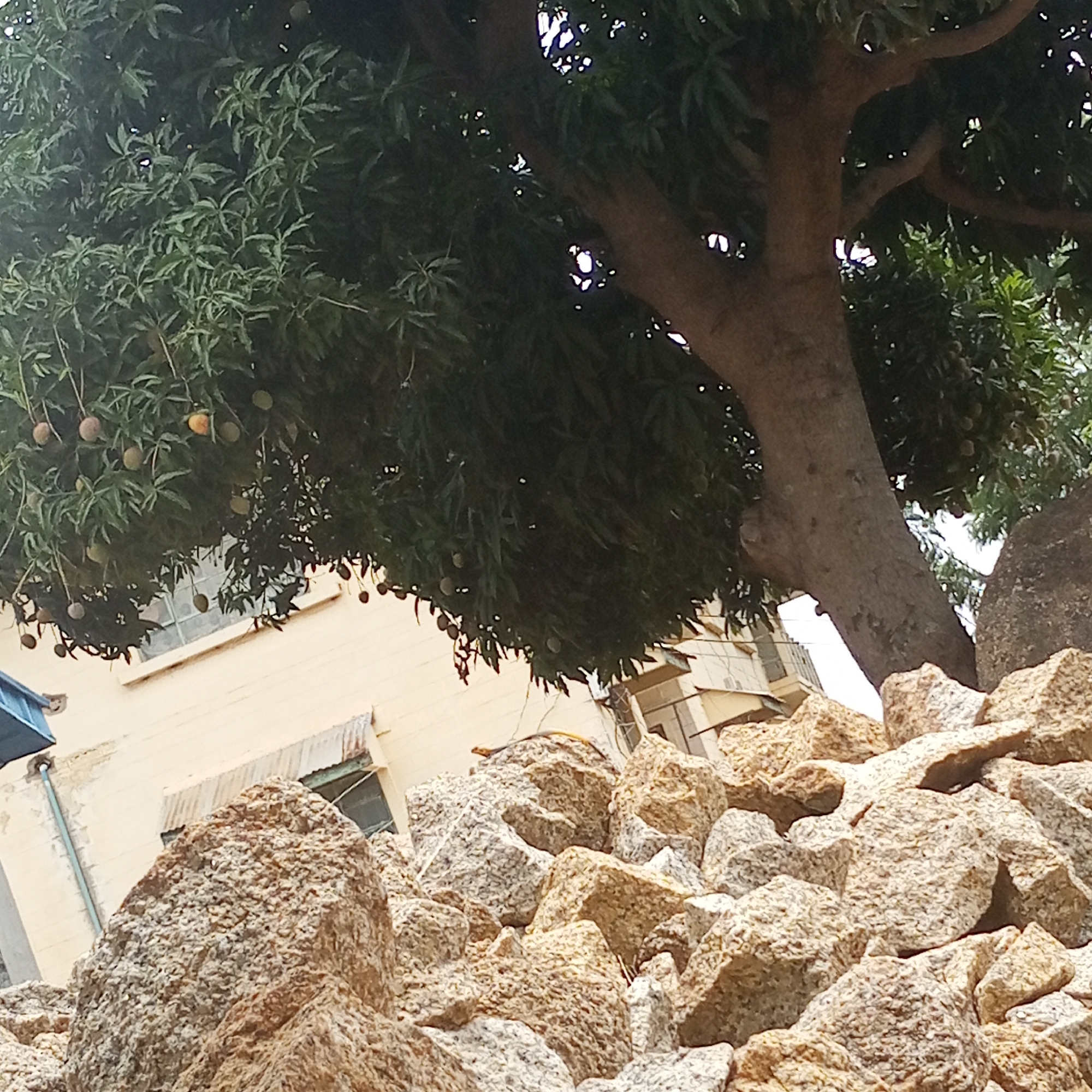 The image captures a scene in Jos, Nigeria, featuring a pile of light-brown and greyish rocks dominating the foreground. A large tree with green foliage and mango fruits overhangs the rocks and obscures parts of the background. Behind the tree and rocks, a light-yellow building is visible, with windows and some architectural details. The scene appears to be outdoors.