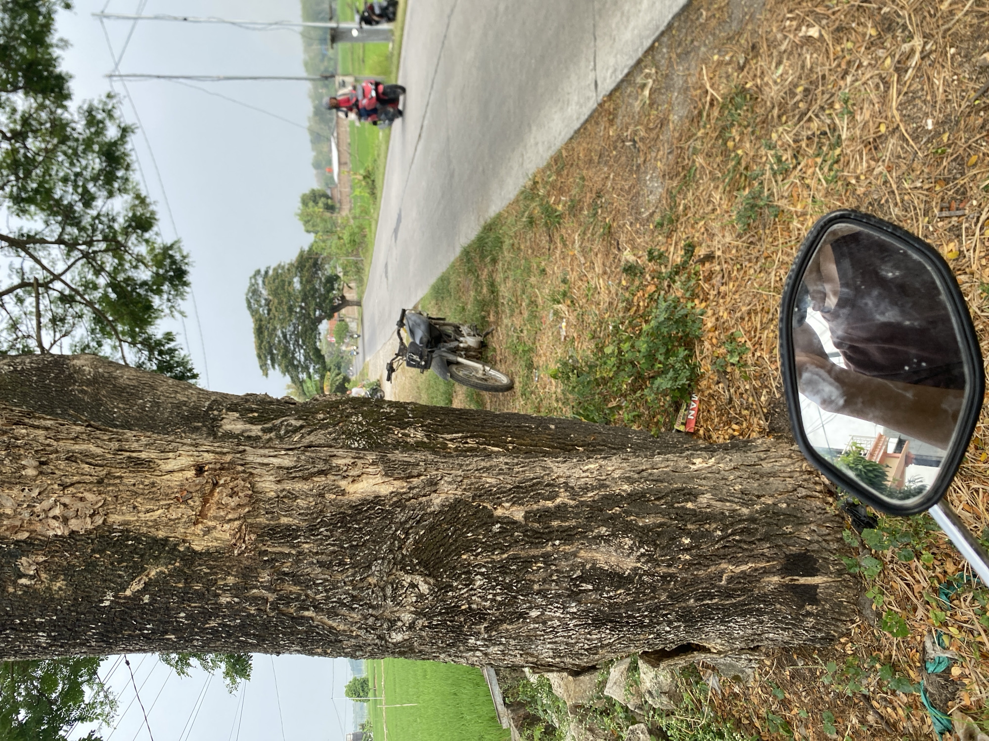 The image captures a roadside scene in Jatitengah, Indonesia, focusing on a large tree trunk on the left. The tree has rough, textured bark with dark and light brown tones, and some moss or lichen growth. To the right of the tree, a paved road stretches into the distance, lined with dry grass and a few green plants.
Several motorcycles are visible. One motorcycle is parked on the side of the road near the tree. Further down the road, a person wearing a helmet is riding a red motorcycle. Another motorcycle can be seen in the distance on the left side of the road, and a dark motorcycle is parked on the right side of the road further down.
The background consists of green rice fields, some houses with red roofs, and trees. The sky is overcast and appears to be a light gray color. In the foreground, a motorcycle's rearview mirror reflects a portion of the rider's arm and dark clothing, as well as the sky. The overall impression is a rural or semi-rural setting in Indonesia.