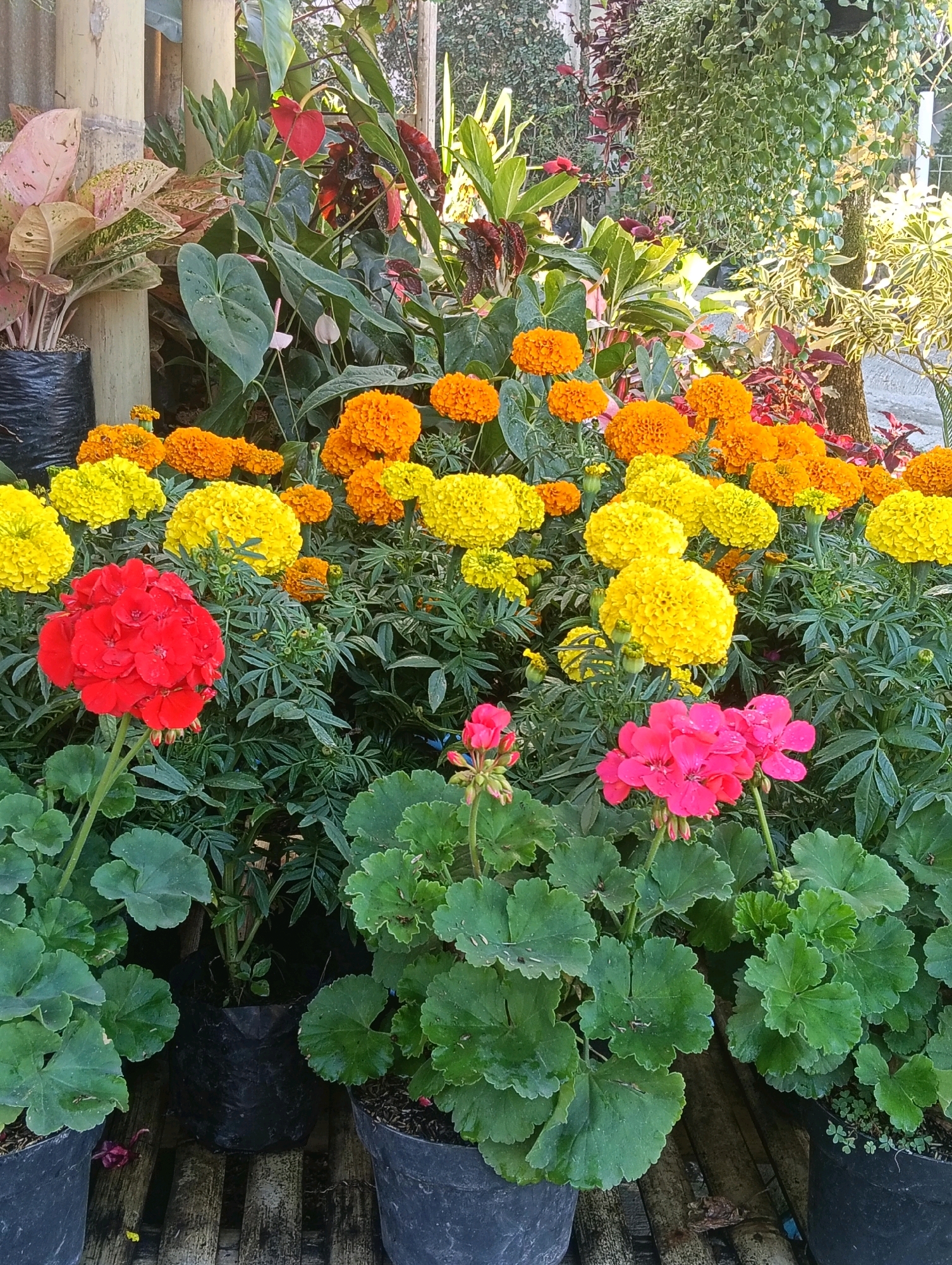 A vertical, full shot captures an outdoor arrangement of potted plants at eye level. In the foreground, lush green leaves with scalloped edges surround three potted plants. The central pot contains a vibrant bouquet of pink geraniums. To the left, a cluster of bright red geraniums is in bloom. The background is filled with a dense display of marigold flowers in shades of yellow and orange. Behind the marigolds, various other plants with large leaves, including some with red and dark green foliage, are visible. The plants are situated on a wooden platform. The scene appears to be a garden or plant nursery in Gudangkahuripan, Indonesia.