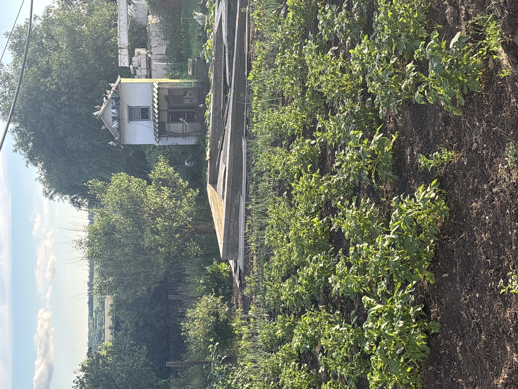 In Sovkhoza "Razdol'e", Russia, a rural scene unfolds under a partly cloudy sky. In the foreground, rows of green potato plants are thriving in dark soil. Behind them, a raised garden bed constructed of wood and concrete suggests recent or ongoing cultivation. Further back, a small, white two-story structure resembling a dovecote stands adorned with numerous pigeons on its roof and perched around its open windows and doorways. Adjacent to this structure, stacks of white bricks and concrete blocks are visible, indicating construction or renovation work. A dense line of green trees forms the backdrop, with a distant view of rolling hills and fields bathed in sunlight. The overall atmosphere is one of a working farm or homestead, with evidence of agriculture and building activities.