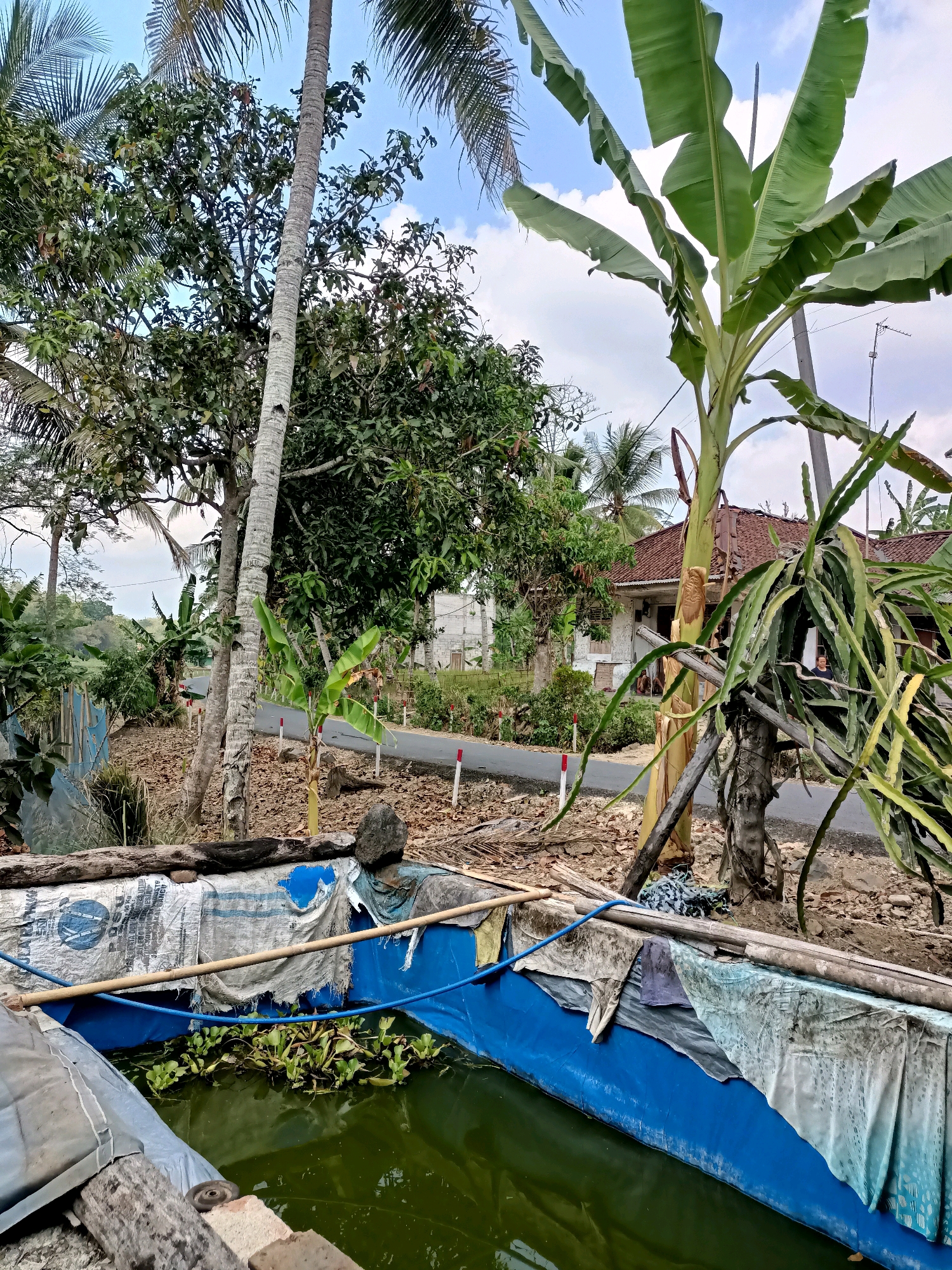 The image depicts an outdoor scene in the city of Mangunjaya, Indonesia, featuring a makeshift pond in the foreground, a rural road, and vegetation. The pond, constructed with a blue tarp lining, contains murky green water with floating aquatic plants. The edges of the pond are reinforced with bamboo poles and covered with various tattered cloths. In the midground, a paved road runs horizontally, bordered by dried leaves and scattered debris. Several white posts with red tops are visible along the roadside, possibly marking the edge of the road or indicating a hazard.
To the left of the road, dense foliage of trees and smaller plants creates a natural barrier. A tall, slender coconut palm stands prominently, its trunk textured and gray. Other trees with broad green leaves, likely banana trees, are also present, some with young sprouts. In the background, a residential structure with a reddish-brown tile roof is partially visible, suggesting a residential area. The sky above is a mix of blue and white clouds.
On the right side of the image, a dragon fruit plant with its characteristic thorny stems and long, trailing tendrils is intertwined with a banana plant. A power pole with some wiring is situated near the dragon fruit plant. Two individuals, a woman and a child, are faintly visible near the house in the background, but their actions are not discernible. The overall environment appears to be a somewhat unkempt, semi-rural setting with a focus on agricultural elements.
