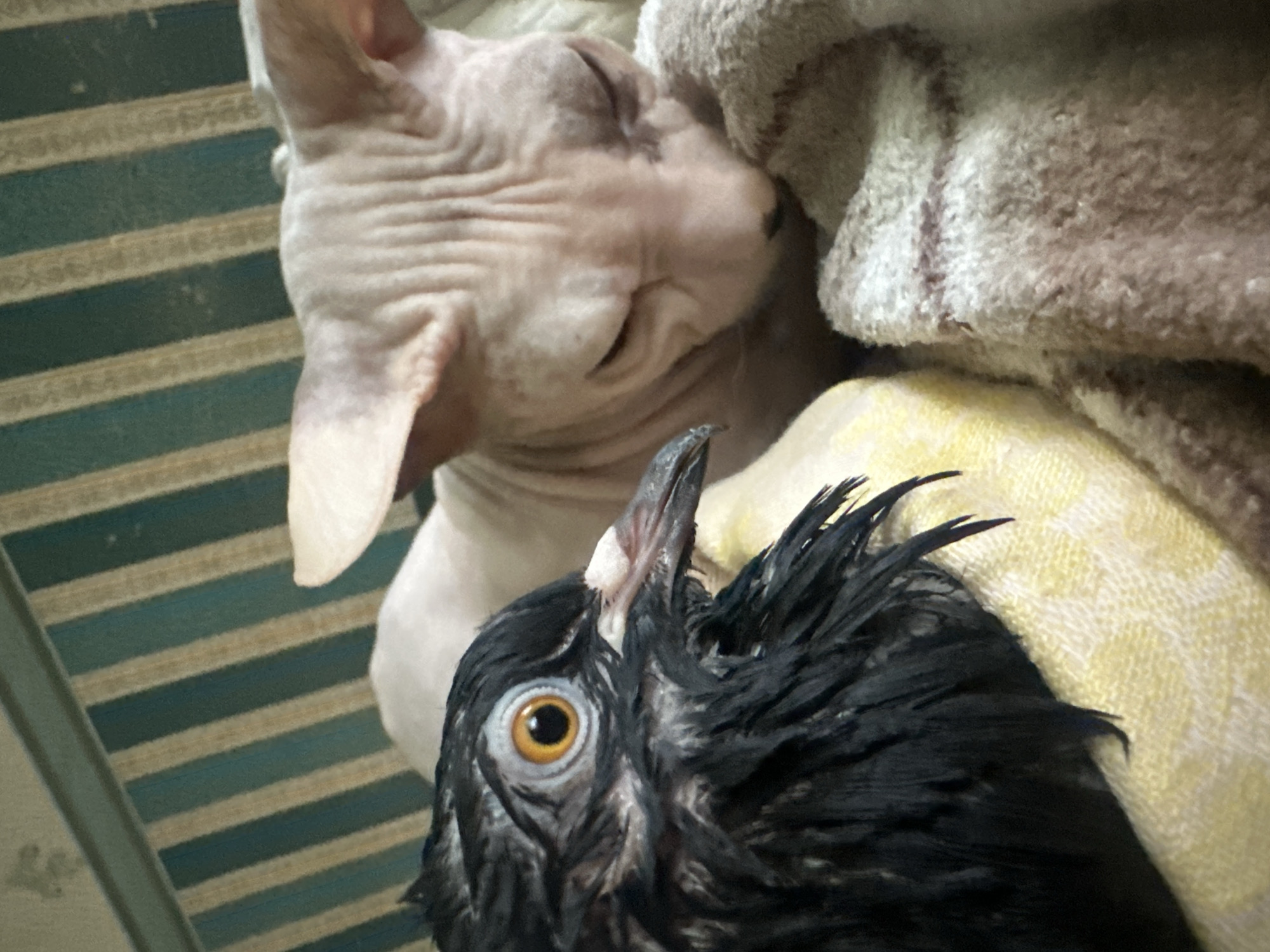 The image shows a close-up of a wet, black pigeon with bright orange eyes and a white beak. The pigeon is nestled next to a light-pink Sphynx cat, whose eyes are closed. Both are lying on a light yellow and a brown and white striped towel. The background consists of a wall with vertical green and cream stripes. The scene appears to be indoors, possibly in a home. There is no identifiable information about the location being Togliatti, Russia.