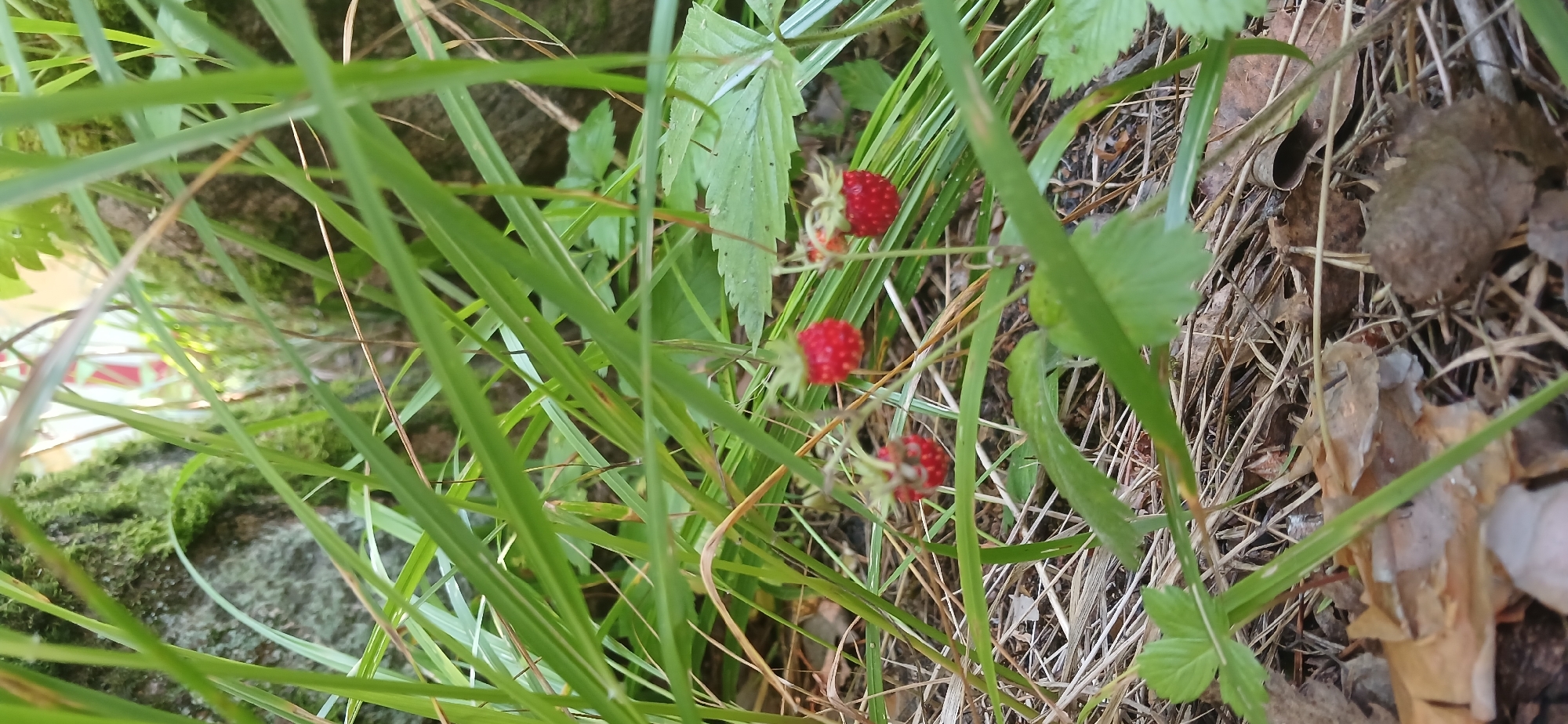 In Chebarkul, Russia, a close-up, eye-level shot captures wild strawberries growing amidst tall green grass and dry foliage. The strawberries are small, red, and appear ripe, with some still attached to their delicate stems. In the background, a moss-covered rock formation is visible, partially obscured by the surrounding vegetation. The lighting suggests an outdoor, natural setting, likely during daytime. No people are present in the image.