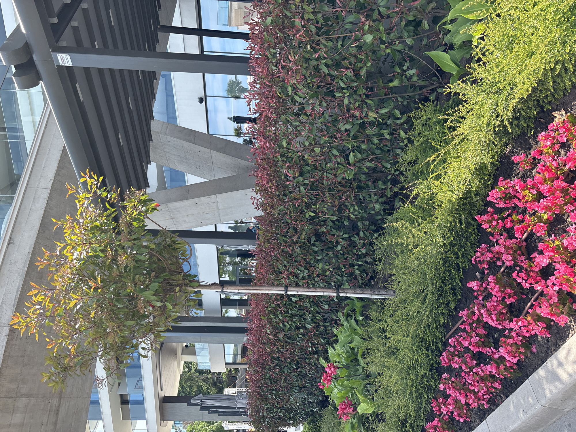 The image depicts a landscaped area with a variety of plants in front of a modern building. A small tree with green and reddish-tinged leaves stands in the foreground, with its trunk supported by a visible stake and ties. Behind the tree, a dense hedge of dark green and red-leaved bushes forms a barrier. In front of this hedge, smaller, bright green bushes are planted. A row of vibrant pink flowers, likely begonias, lines the bottom of the image, separated by a concrete curb. In the background, the building features large windows reflecting the sky and trees, concrete structural elements, and a dark, slatted overhang. The scene appears to be located in Varna, Bulgaria, possibly in a commercial or residential district, given the modern architecture. No people are clearly visible, but there are hints of umbrellas and seating in the background, suggesting an outdoor seating area. The lighting indicates it is daytime with bright sunlight.
