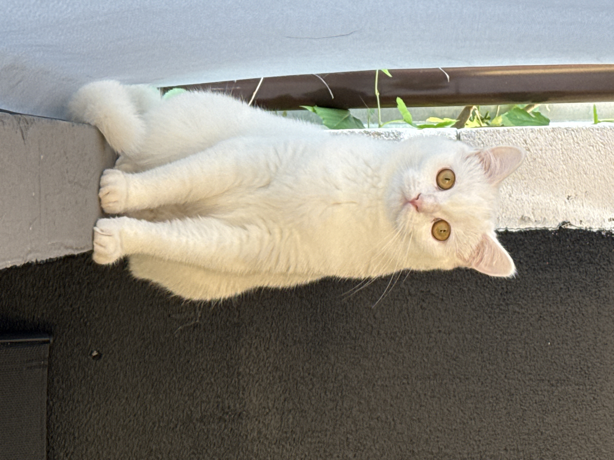 A white cat with yellow eyes sits on a ledge in front of a dark textured wall. To the left of the cat, there is a white curtain and some greenery. The cat is facing forward, with its front paws resting on the ledge.