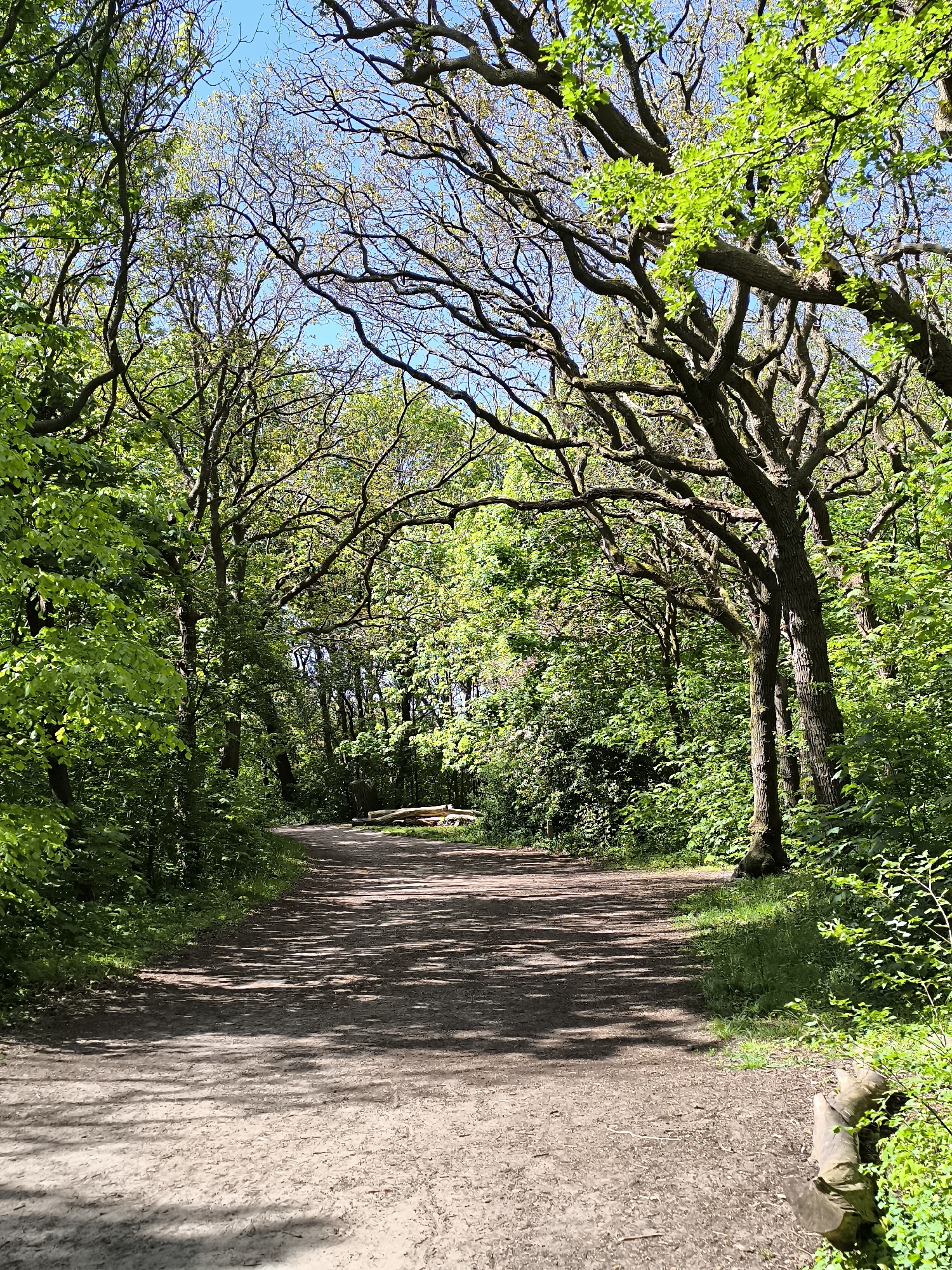 A dirt path stretches into the distance, lined by lush green trees forming a canopy overhead, casting shadows on the path. The scene is captured on a bright, sunny day. The trees appear dense and full, indicating a healthy and thriving woodland environment. The location is in Castricum, Netherlands. At the end of the path, some logs are lying together.