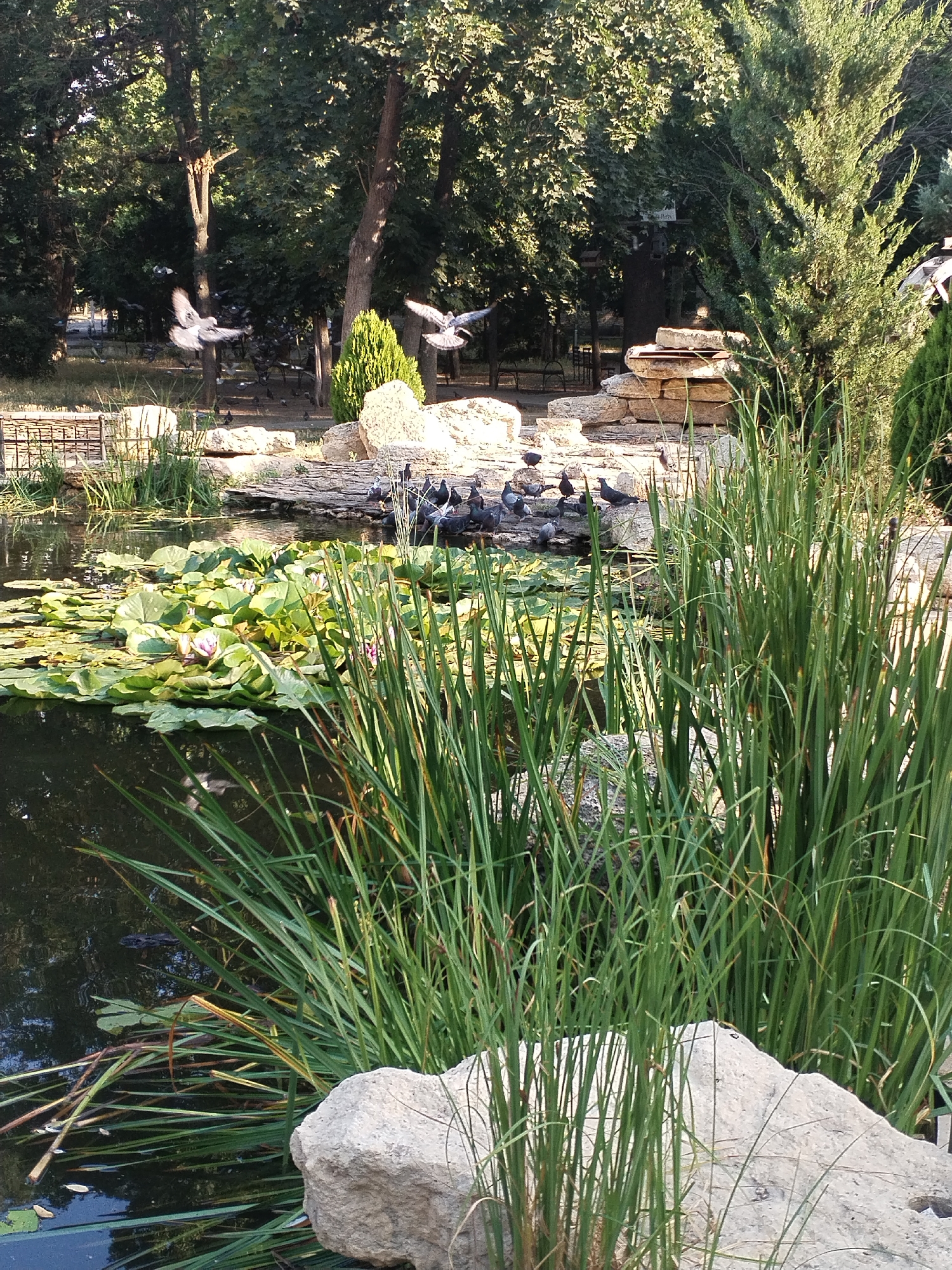 This image depicts a serene park scene featuring a pond, lush vegetation, and several pigeons. In the foreground, tall green reeds and large, light-colored rocks dominate the right and bottom portions of the frame. The pond, partially obscured by the reeds, is covered with lily pads and some pink lilies in bloom.
In the mid-ground, a cluster of pigeons is gathered on and around a rocky embankment. Several pigeons are in flight, adding a sense of movement to the scene. Beyond the pond and embankment, a dense arrangement of trees forms a verdant backdrop, with sunlight filtering through the leaves. Some park benches are visible through the trees in the distance. The overall ambiance is peaceful and natural.
This scene is likely located within the city of Voznesensk, Ukraine, given the consistent appearance of similar natural park settings and the prevalence of pigeons in such urban environments within the region.