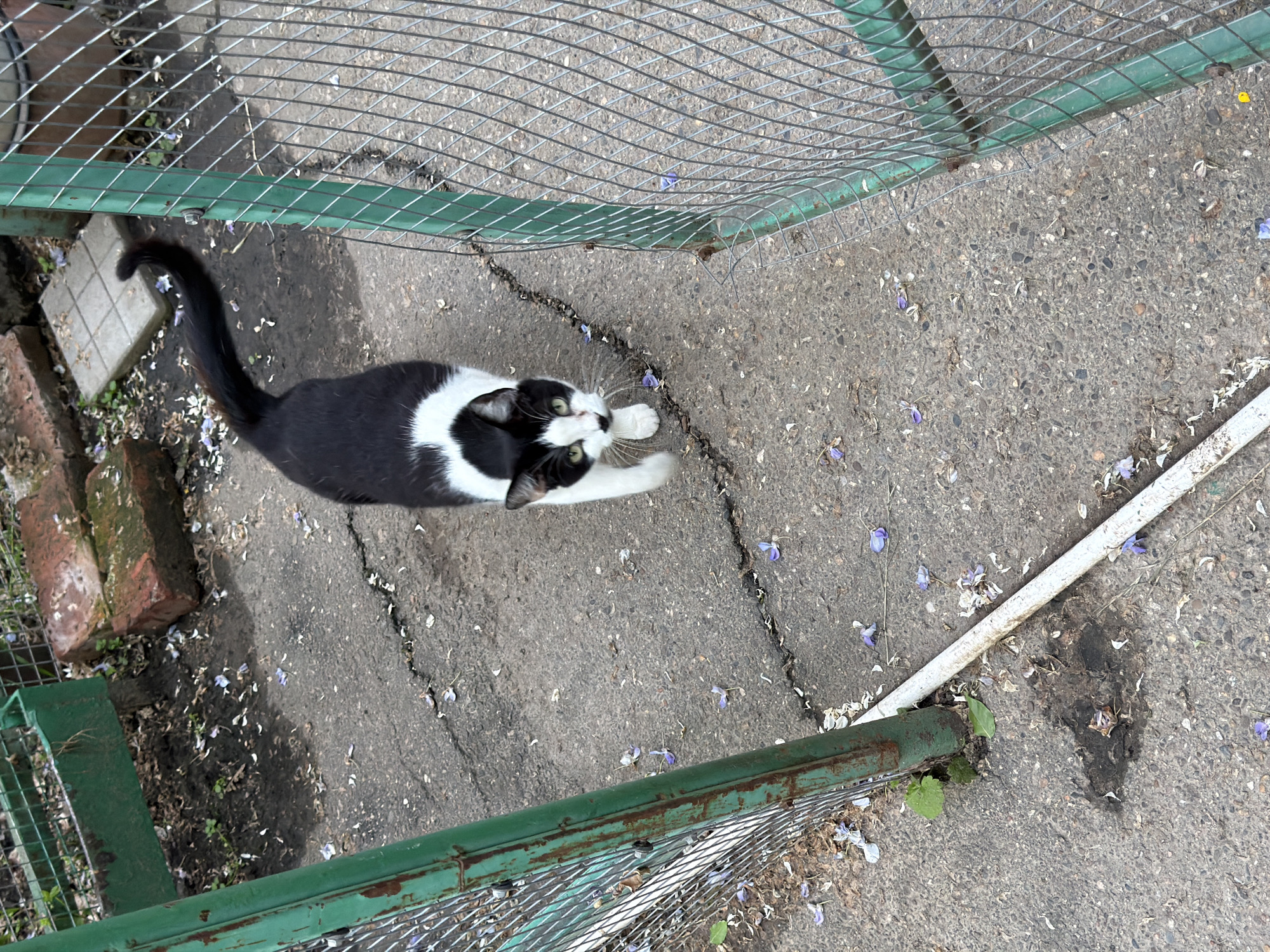 A black and white cat with green eyes is standing on a gray concrete surface scattered with purple and white flower petals. The cat is positioned between a green metal fence on one side and a wire fence on the other, with a white pipe along the ground near the wire fence. The location is Beryozovy, Russia.