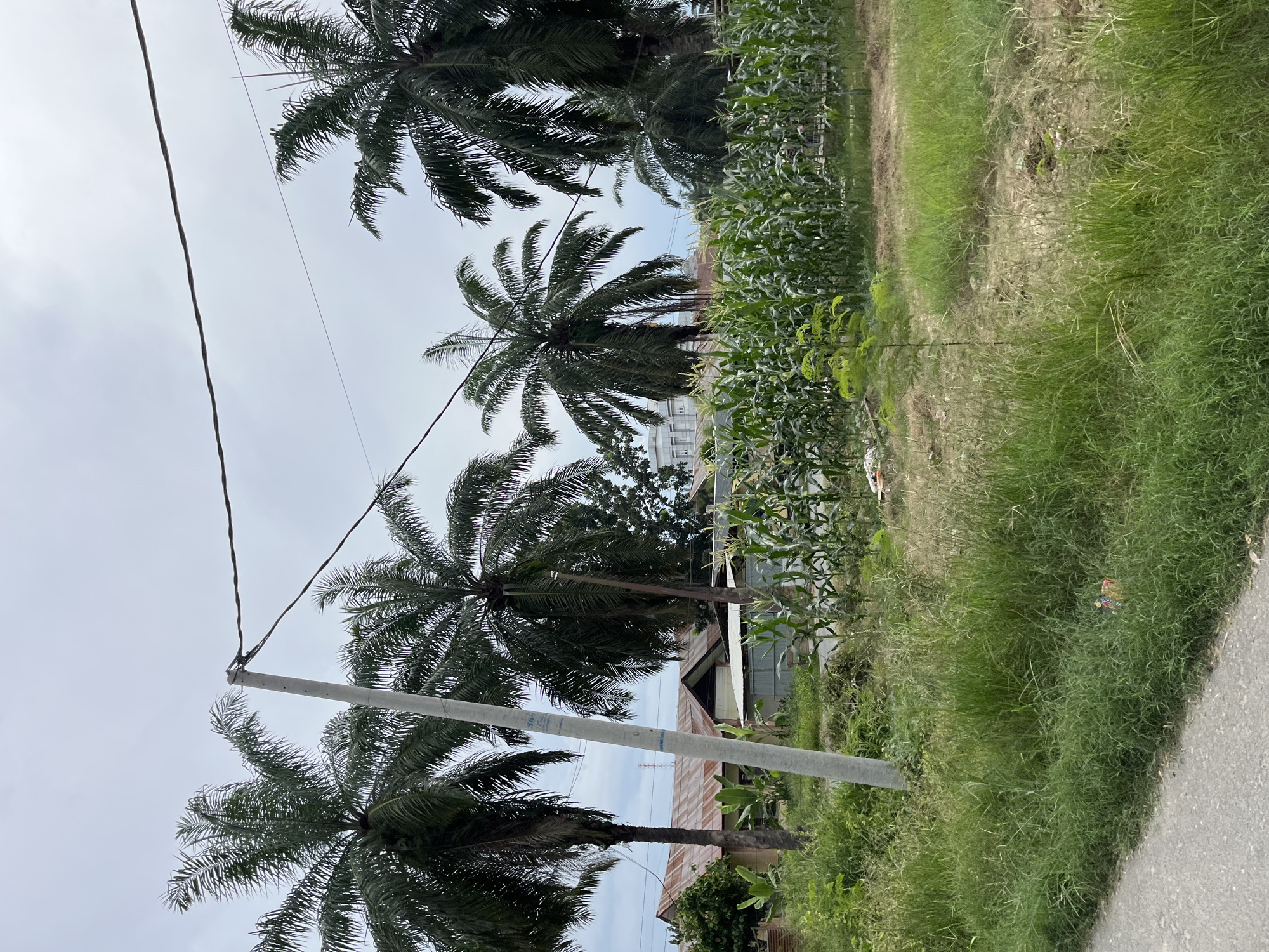 The image depicts an outdoor scene in Bundar, Indonesia, characterized by lush tropical vegetation. Dominating the foreground are several tall palm trees, their fronds reaching towards a pale, overcast sky. A utility pole with electrical wires runs vertically through the frame, adding a man-made element to the natural landscape. To the right of the palm trees, a field of green corn stalks is visible, suggesting agricultural activity. Beyond the corn, the ground is covered in tall, green grass, and a portion of an asphalt road is seen on the far right. In the mid-ground, glimpses of buildings with corrugated metal roofs can be seen peeking through the foliage, indicating a residential or mixed-use area. The overall atmosphere is one of a rural or semi-rural setting, possibly in the tropics, given the presence of palm trees and the dense greenery. The time of day appears to be daytime, with the overcast sky suggesting a cloudy or possibly rainy weather condition. No people are visible in the image.