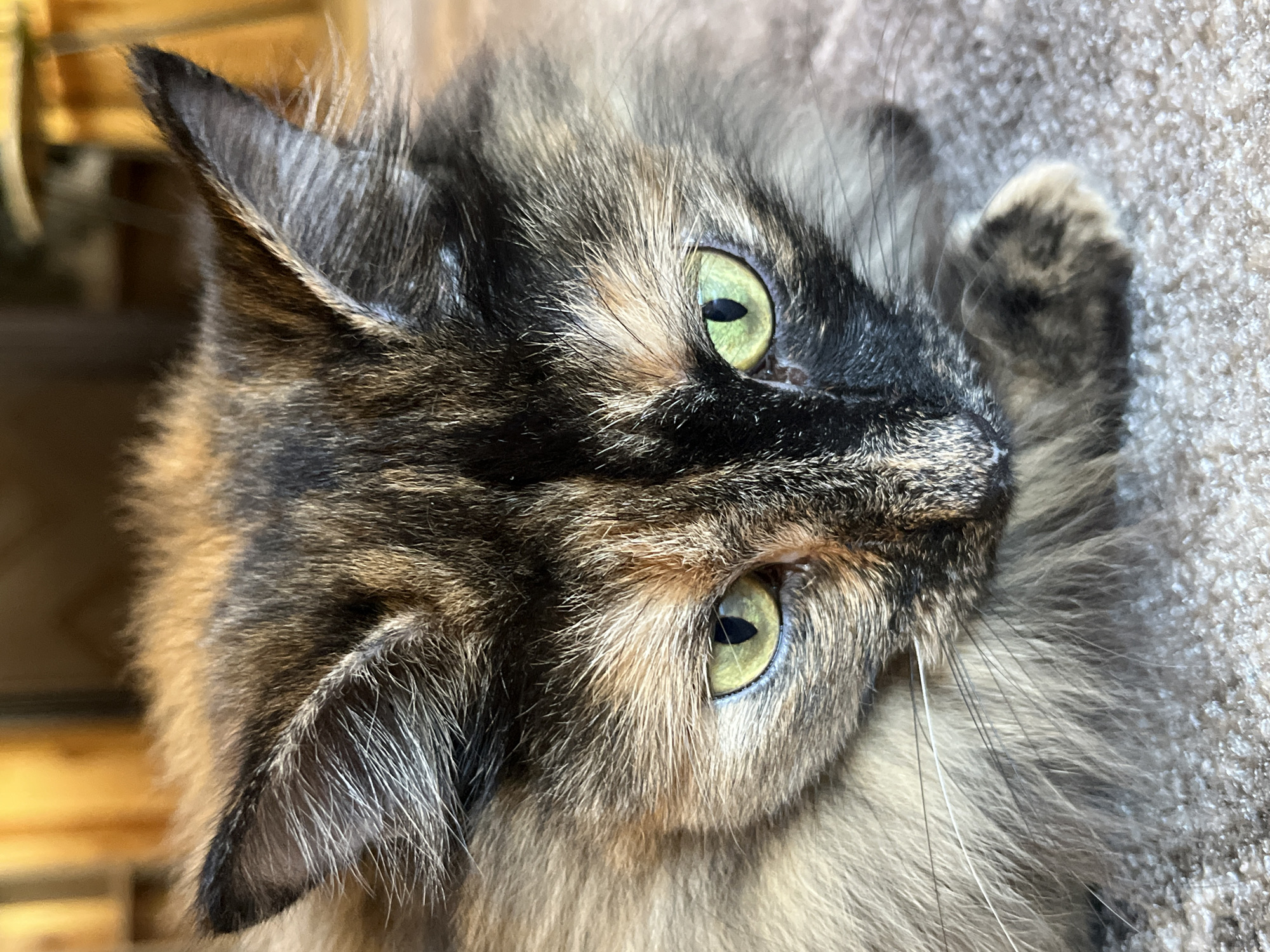 The image is a close-up shot of a tortoiseshell cat's face, lying on a textured carpet. The cat has striking green eyes, a mix of black, brown, and orange fur, and long whiskers. The background is blurred, showing warm-toned wooden furniture. There is no information in the image that indicates the location in the city of Pamyati 13 Bortsov, Russia.