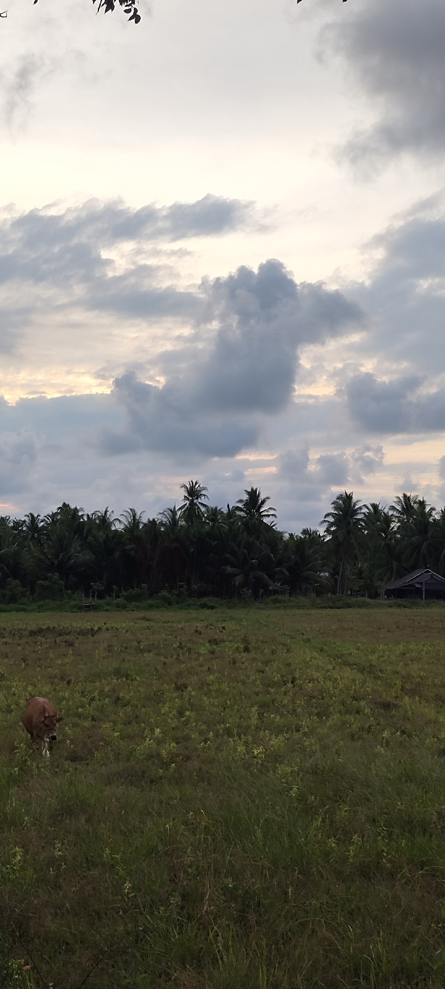 This image captures a serene rural landscape at dusk in Keudealuerheung, Indonesia. The sky is filled with dramatic, grey clouds, with hints of soft yellow light breaking through on the horizon, suggesting the final moments of sunset or the approach of dawn. The weather appears to be overcast.
In the foreground, a vast, grassy field stretches out, with tall, wild grasses creating a textured, slightly unkempt appearance. A lone, brown cow stands in the lower left quadrant of the frame, facing towards the camera and appearing to be grazing or walking through the field. Its presence adds a sense of gentle life to the otherwise natural scenery.
Beyond the field, a dense line of palm trees and other tropical foliage forms a dark, lush backdrop. These trees suggest a tropical or sub-tropical climate. Towards the right side of this treeline, a small, simple hut with a dark, sloping roof is visible, hinting at human habitation within this natural setting.
The overall mood of the image is peaceful and tranquil, evoking a sense of rural calm and the quiet beauty of nature at the transitionary hours of the day. There is no visible text in the image.