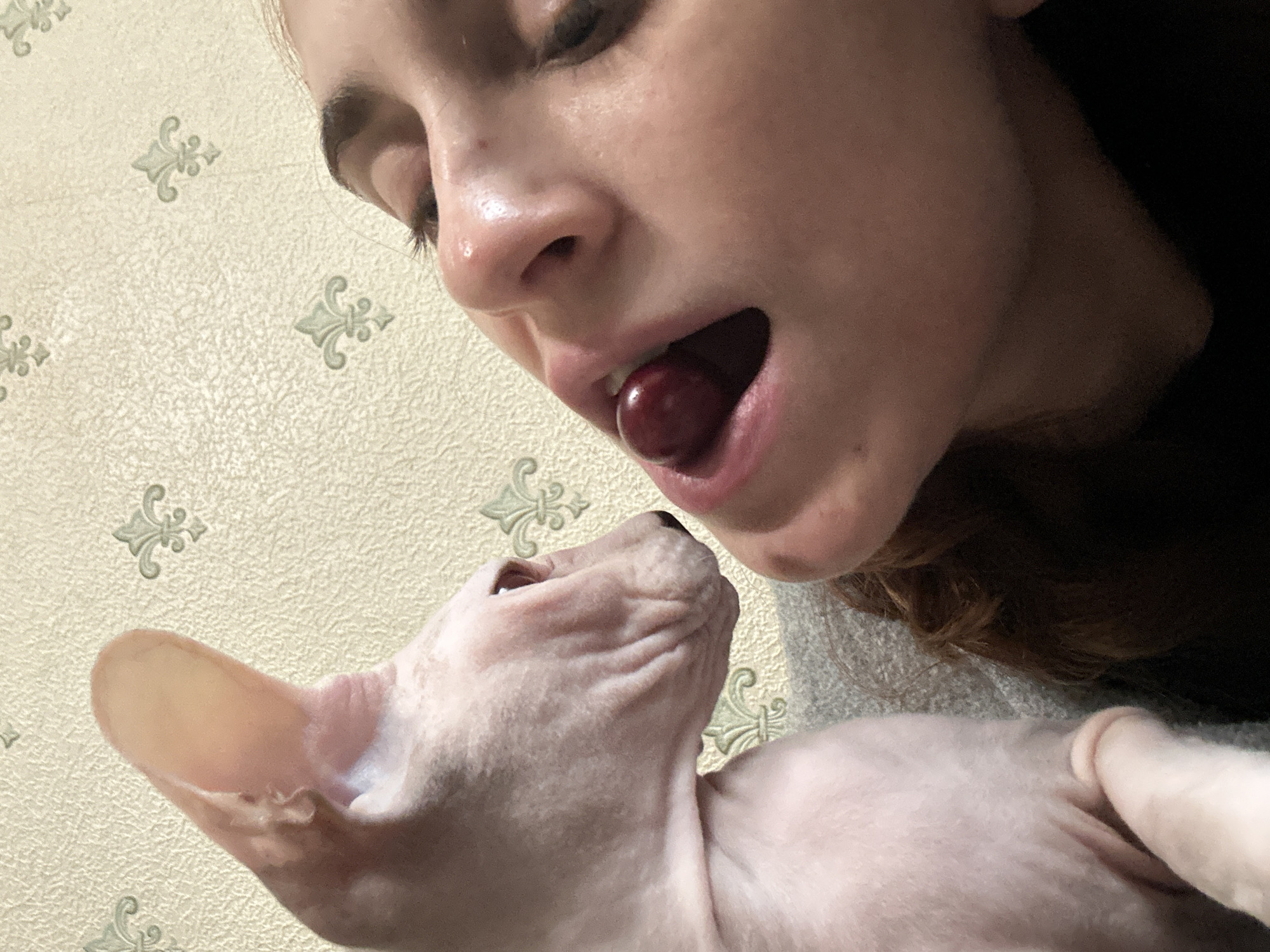 A close-up shot shows a person holding a cherry near their open mouth, with a light pink Sphynx cat looking up at it expectantly. The person's face is partially visible, with their eyes closed and a slight smile. The cherry is positioned between the person's lips. The cat's head is tilted back, its wrinkled skin prominent, and its large ears are visible. The background consists of a beige patterned wallpaper. The overall scene suggests an intimate moment between a person and their pet, possibly involving feeding or sharing a treat. The lighting is warm and appears to be natural, indicating daytime. The emotional tone is affectionate and playful. There is no visible text in the image. The location is Togliatti, Russia.