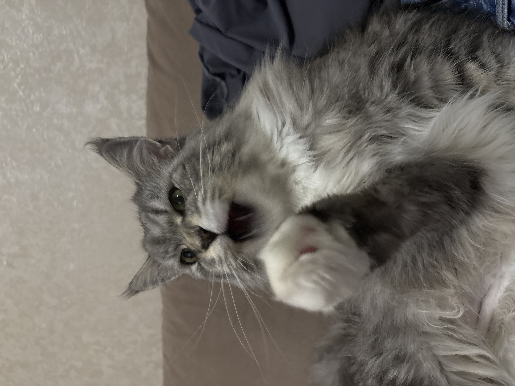 A Maine Coon cat with silver and gray tabby markings is lying on its back, with its mouth open as if yawning or meowing. Its green eyes are wide open, and its left paw is extended upwards, revealing pink paw pads. The cat has long, fluffy fur, especially around its neck and tail. It appears to be in a relaxed or playful state. The background is a soft, textured surface, possibly a bed or couch, with a dark blue fabric draped behind the cat. The lighting suggests it is daytime indoors. No text is visible in the image. The location context is Kazan, Russia.