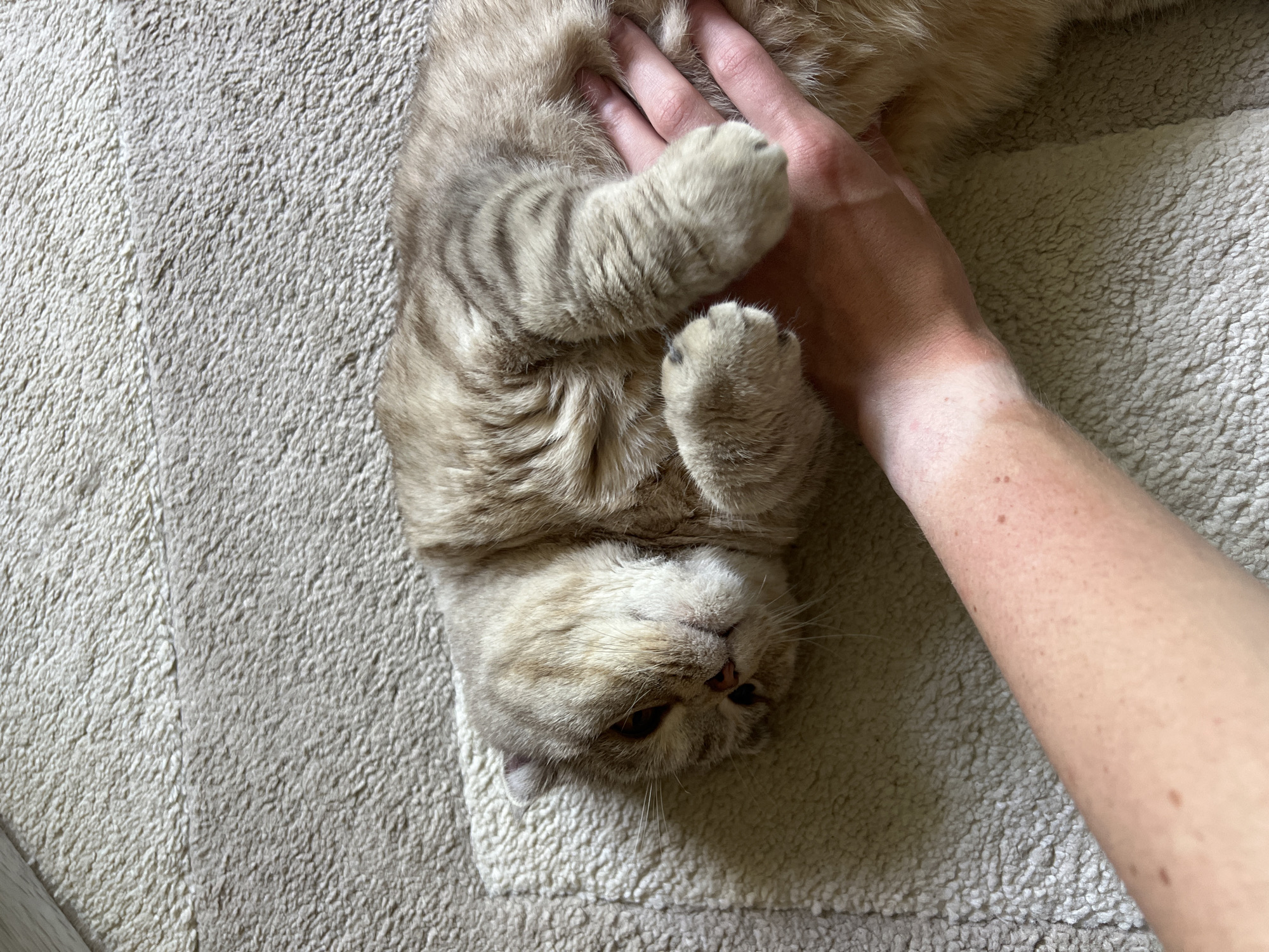 A domestic cat, likely a Scottish Fold breed given its folded ears, lies on its side on a beige textured rug. Its fur is a mix of light brown and grey tabby markings. A human arm and hand are visible, gently resting on the cat's body, with the palm supporting its torso and fingers stroking its side. The human skin shows a tan line, suggesting recent sun exposure. The scene appears to be indoors, in a residential setting within the city of Chaikovsky, Russia. The lighting is natural and diffused, casting soft shadows.