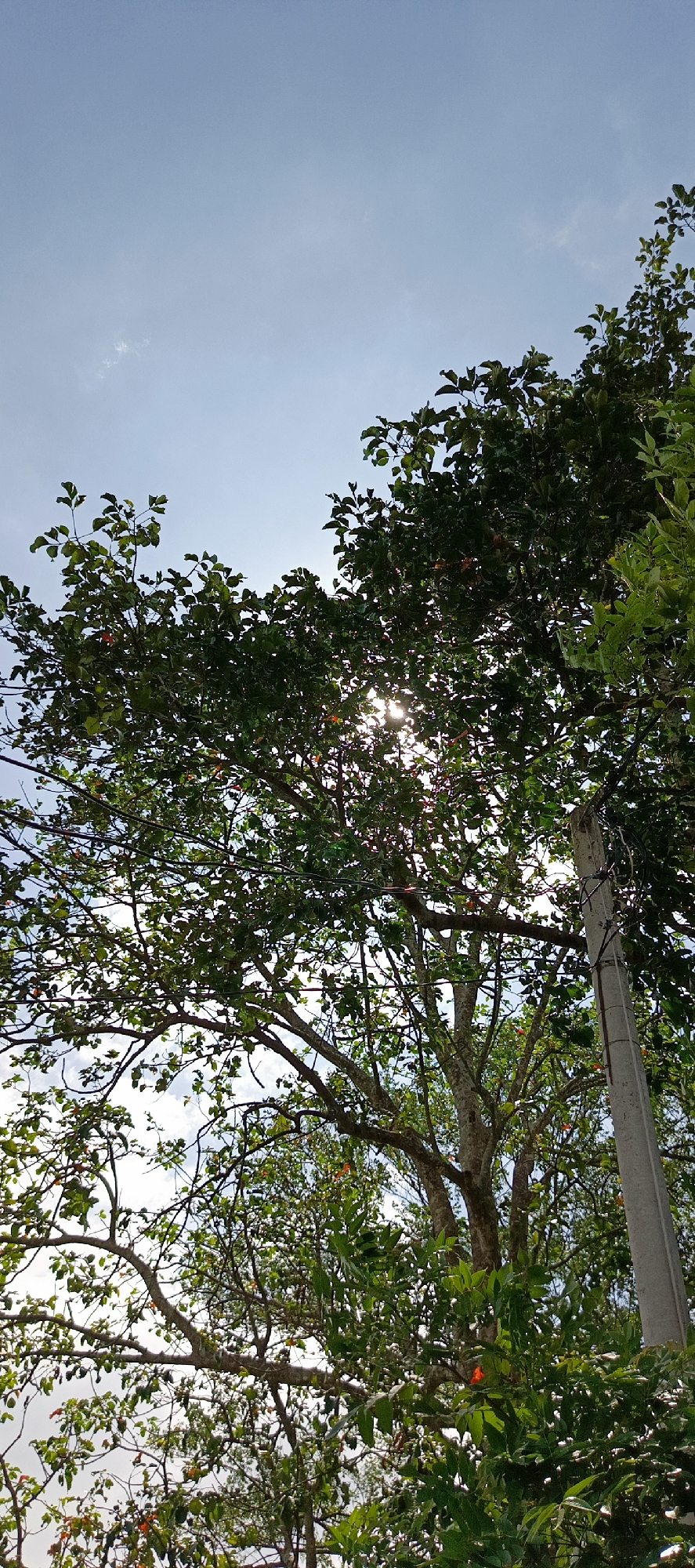 This image captures a view looking upwards through the canopy of a lush green tree, with the bright sky visible through the leaves. The sun's rays peek through the branches, creating a dappled light effect. Some branches are bare, while others are covered in dense foliage. A few small red and orange fruits are visible on the branches. In the right side of the image, a concrete utility pole with wires is present. The scene appears to be in an outdoor environment, possibly a park or a residential area in Pashiebeutong, Indonesia, given the presence of the utility pole and the type of vegetation. There are no people visible in the image.