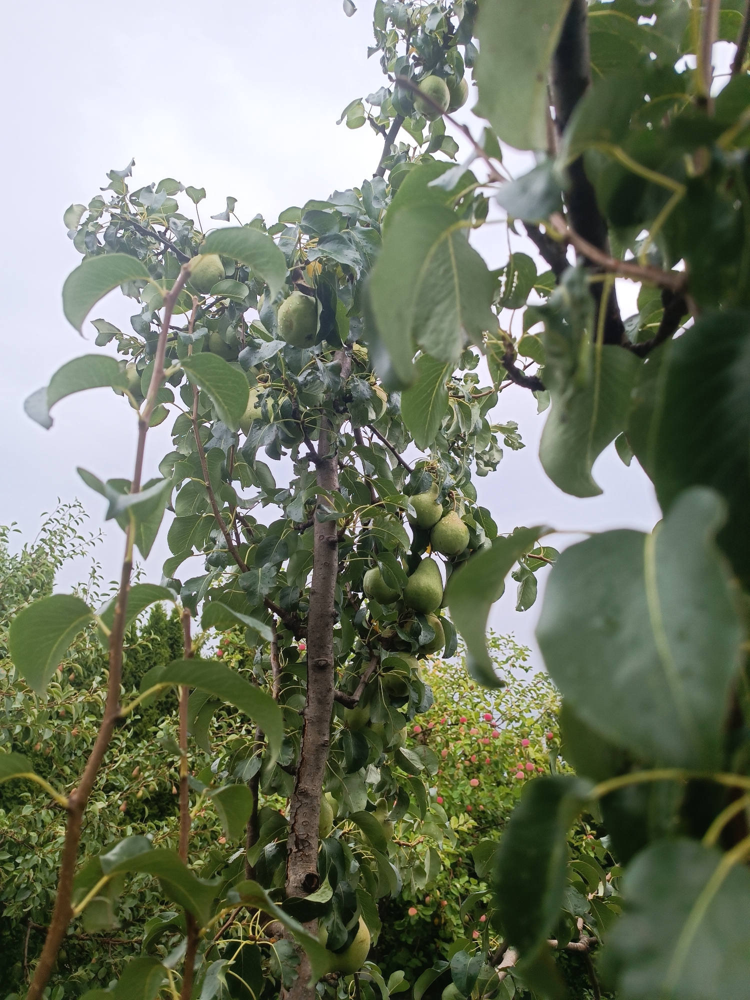 The image shows a close-up view of a pear tree with several green pears visible on its branches. The tree has a rough, gray-brown bark and numerous green leaves, some of which appear wet, suggesting recent rain. The background is filled with more foliage and a glimpse of a cloudy, overcast sky. To the right of the pear tree, another tree with clusters of small red fruits is visible, likely another type of fruit tree. The scene appears to be an outdoor garden or orchard setting. There are no people or animals present in the image. The overall impression is of a natural, slightly damp environment, possibly during a cloudy day. The location is identified as Тэльмінскі сельскі Савет, Belarus.