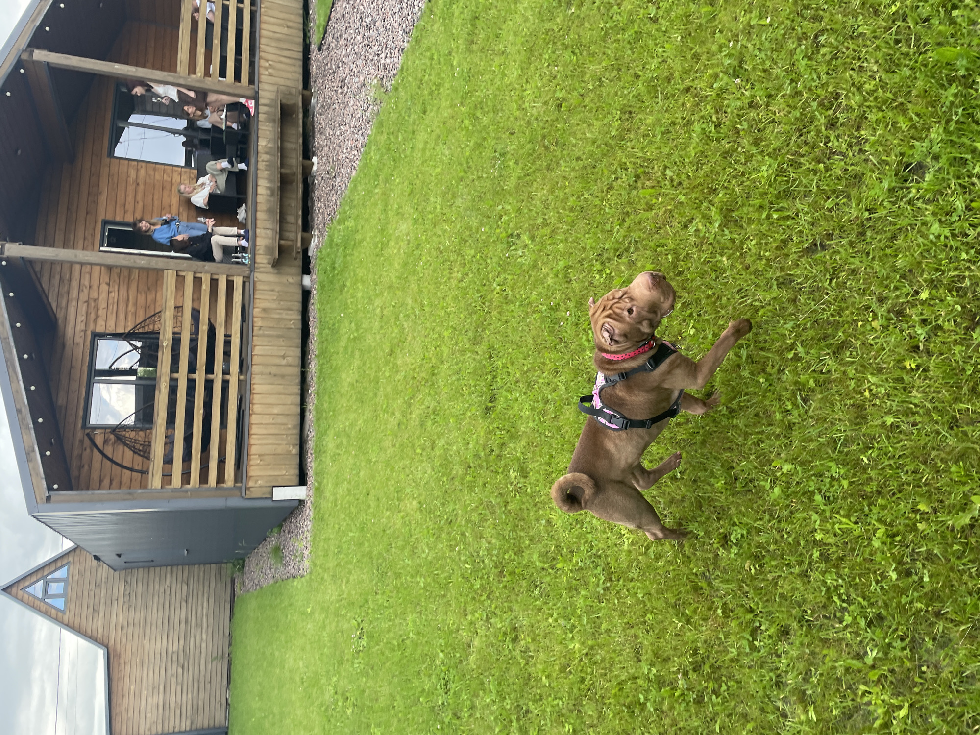 A brown shar-pei dog wearing a pink collar and a black harness runs across a green, grassy lawn. In the background, a modern wooden house with a large porch stands. Several people are gathered on the porch, some sitting and some standing. The house has large windows and a dark-colored roof. To the left of the house, a triangular wooden structure with a small window is visible. The ground around the house is covered with small gray pebbles. The sky is overcast. The image appears to have been taken in Novo-Tuutari, Russia.