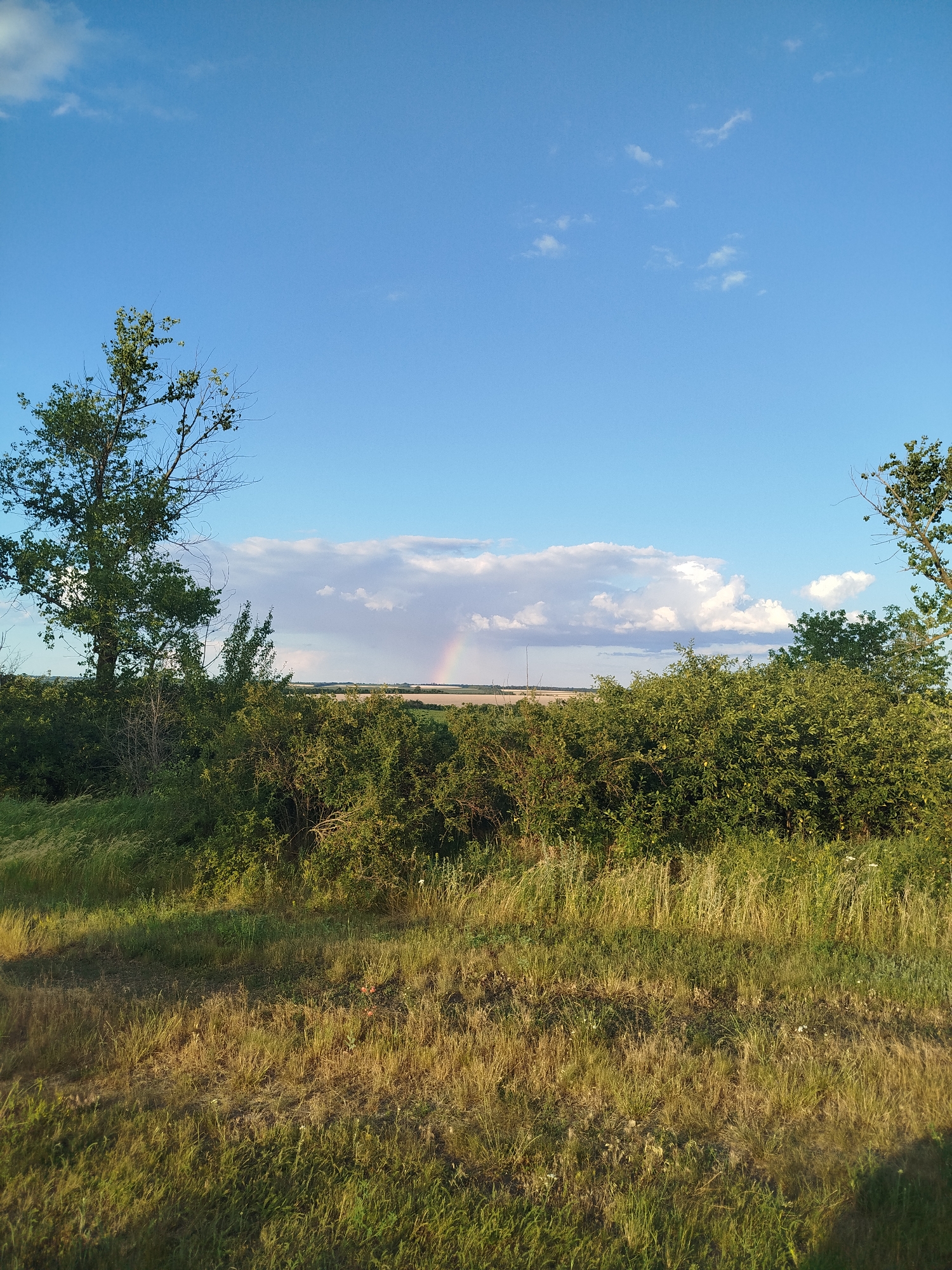 The image depicts a wide, outdoor landscape under a bright blue sky with scattered white clouds. In the distance, a faint rainbow arcs across the horizon. The foreground is dominated by dense green foliage and tall, dry grasses bathed in warm sunlight. Two trees are visible, one on the left and another on the far right, partially framing the scene. The overall impression is of a natural, rural setting, possibly a field or meadow, at some point during the day when the sun is shining, and a recent rain shower may have occurred, leading to the rainbow. The location is specified as Unknown, Unknown.