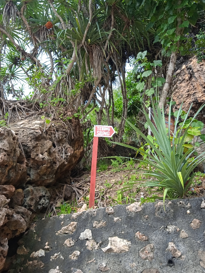 A red signpost with a white arrow pointing right reads "TEBING SIUNG"  in a brown, rectangular frame. The sign is attached to a wooden pole. The pole is standing in a rocky, soil, and grass patch. The sign is located in a dense, tropical forest. There are numerous green plants, rocks, and tree trunks visible in the scene. The forest is located in Tepus, Indonesia (latitude: -8.182, longitude: 110.682).