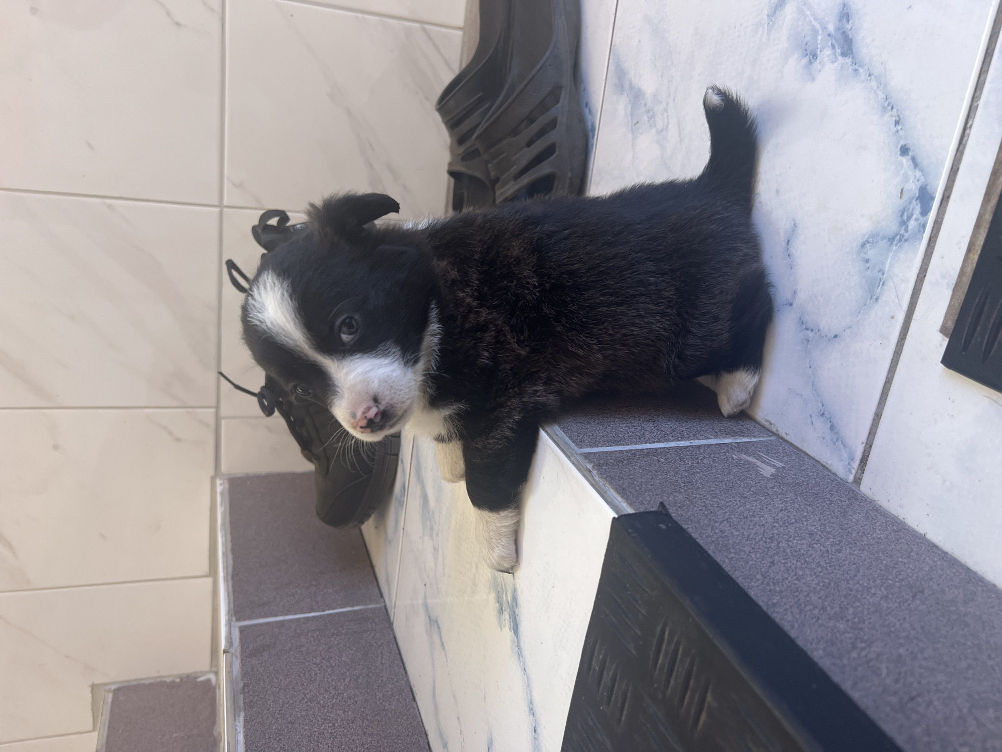 A black and white puppy with a short, raised tail is standing on a tiled surface with black rubber sandals nearby. The tiles are a mix of white with marble patterns and grey. The location is likely inside a building in Слобода, Russia, based on the provided context.