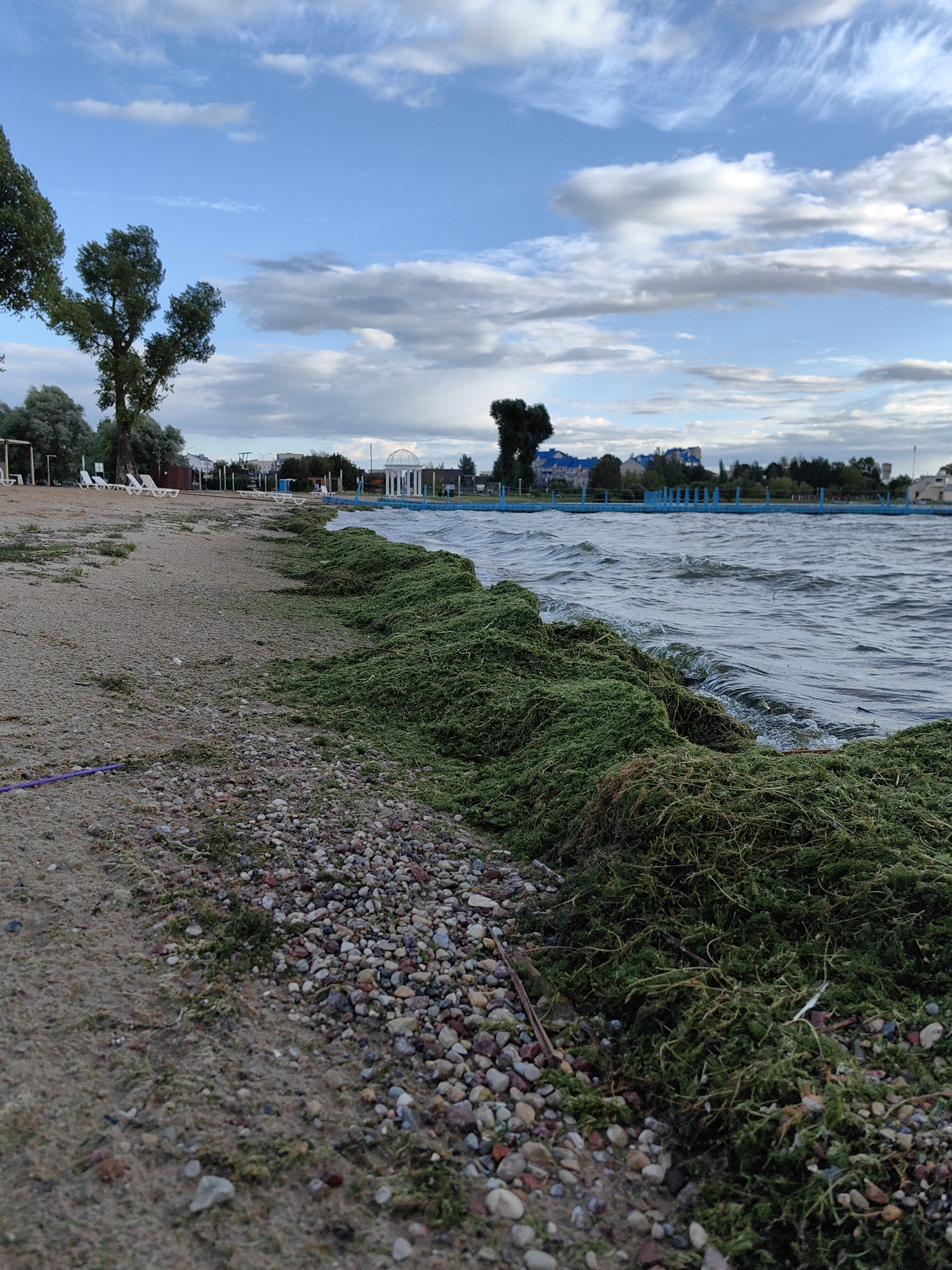 The image depicts a beach scene by the water, likely in the city of Myadzyel, Belarus, given the presence of a blue fence and white gazebos often found in Belarusian resort areas. The foreground is dominated by a sandy and pebbly shore, with a pile of green seaweed or aquatic plants washed ashore. The water, a choppy grey-blue, laps at the edge of the seaweed. In the midground, a blue wooden fence with supporting posts stretches along the shoreline. Beyond the fence, several white gazebos and other structures are visible, suggesting a recreational area. The background features a line of trees and some buildings, with a cloudy blue sky overhead. The lighting suggests it is either early morning or late afternoon. There are no people or animals visible in the frame.
