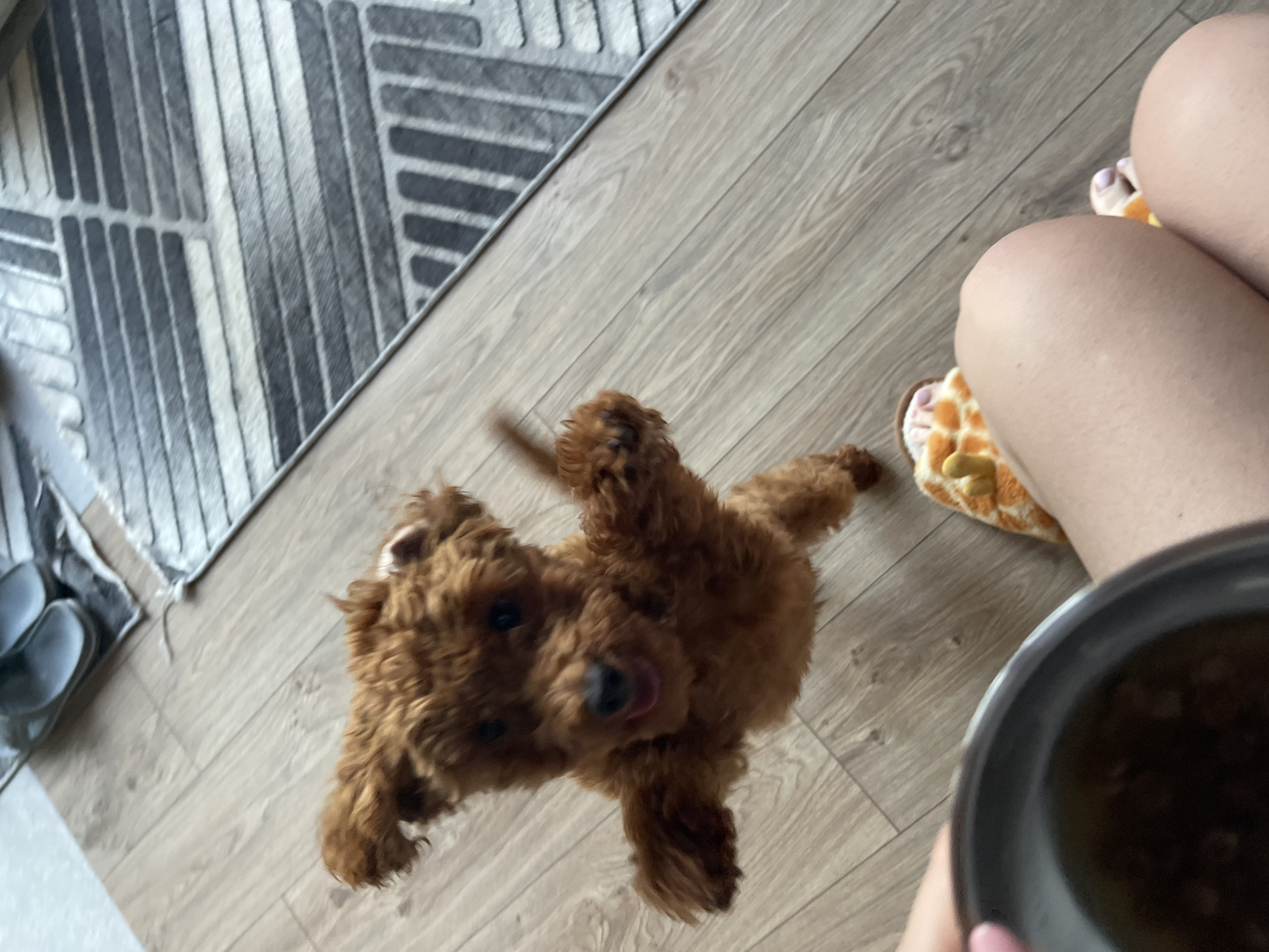 The image shows a small, fluffy, brown poodle puppy jumping up in the air. The puppy is in the center of the frame, with its front paws extended. The puppy's mouth is open, and its tongue is visible, suggesting it might be panting or excited. The puppy is on a light-colored wooden floor. In the foreground, there is a person's hand holding a metal bowl with some food inside. To the right, there are parts of a person's legs, one wearing a slipper with a giraffe pattern. In the background, there is a grey and white striped rug, and a pair of dark-colored slippers. The scene is indoors, likely a home environment. There are no discernible landmarks or features that would indicate the location in the city of Sofia, Bulgaria.