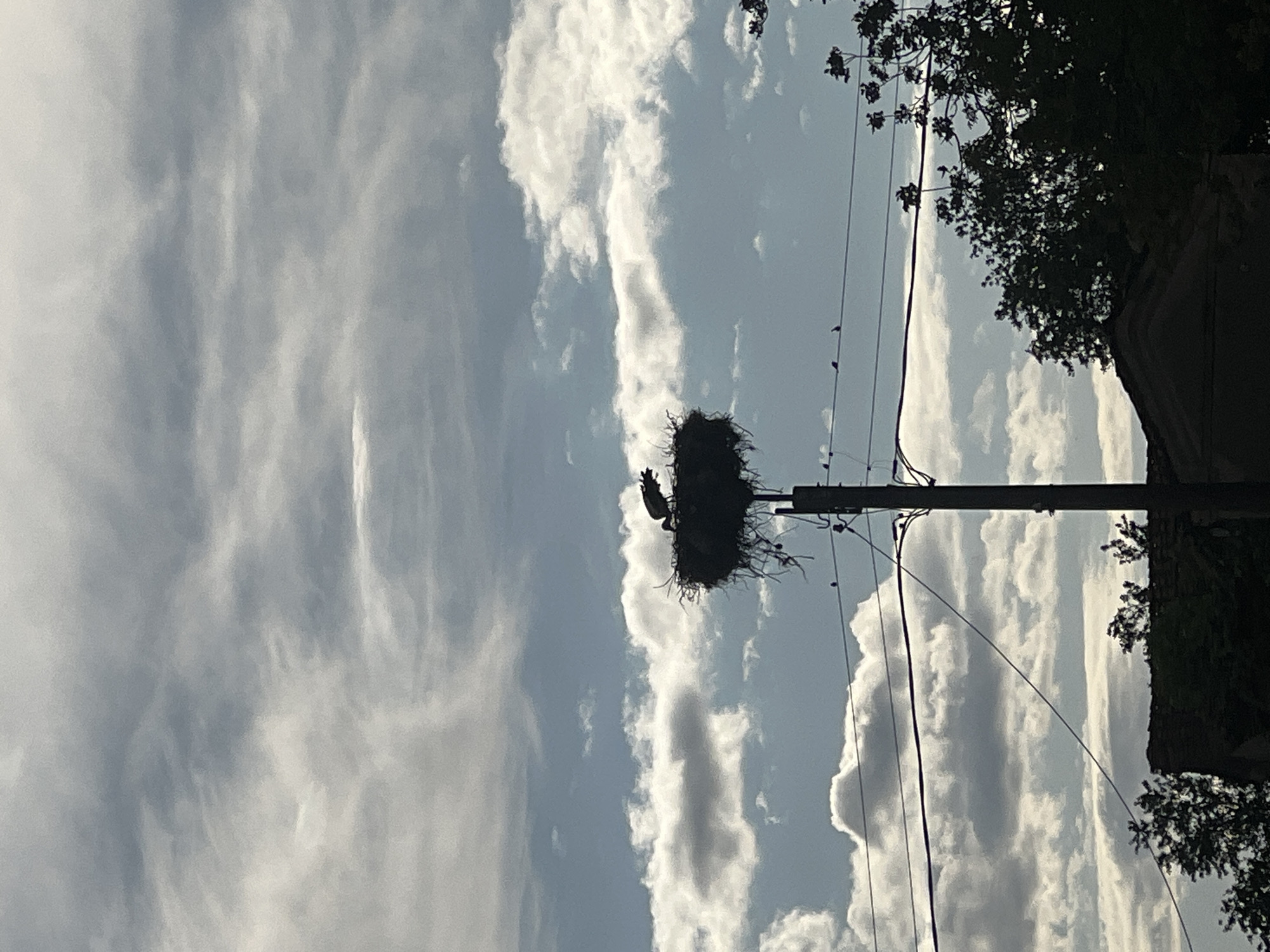 A horizontal photograph reveals a bird's nest, possibly a stork's nest, situated on top of a utility pole in Zelenikovo, Bulgaria. The nest is prominently displayed against a backdrop of a partly cloudy sky. Electrical wires are connected to the pole. Tree foliage is partially visible on the right side of the frame. The sky is light blue with elongated white clouds running vertically.