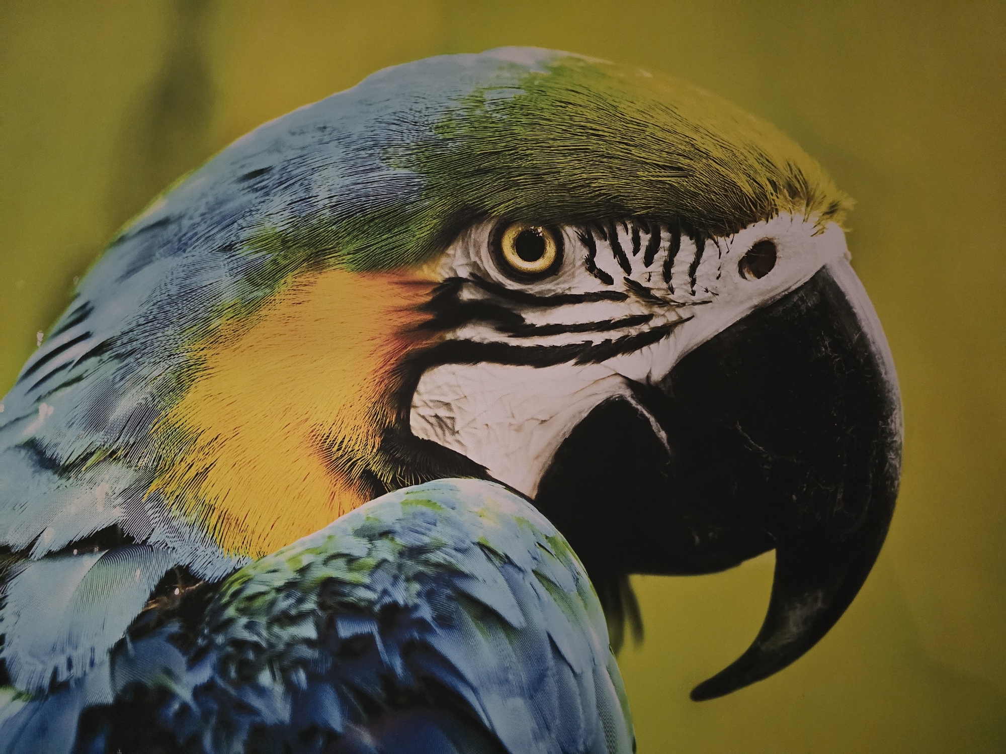 A close-up shot shows the head and partial body of a blue-and-gold macaw. The macaw's head is primarily yellow and green, transitioning to blue on the back of the head and neck. Its eye is a vibrant yellow, surrounded by bare white skin patterned with thin black stripes. The beak is black and strongly curved. The background is a solid yellow. The location is Unknown, Unknown.