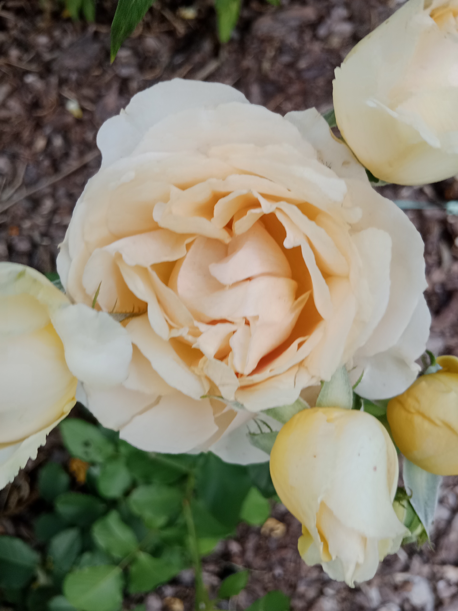 This media file is a close-up, eye-level photograph of several light yellow and peach-colored roses in various stages of bloom. The central subject is a large, fully open rose with ruffled petals. To its left and below are two rosebuds, one partially open, and to its upper right is another unopened bud. The roses are set against a blurred background of dark soil, possibly mulch, with some green foliage visible at the bottom. A hint of a green leaf is also visible at the top left. The lighting suggests it is daytime, with soft light illuminating the delicate colors and textures of the petals. No people, text, or specific location cues are visible, though the context provided indicates the location is Bydgoszcz, Poland. The overall mood is serene and natural, focusing on the beauty of the flowers.