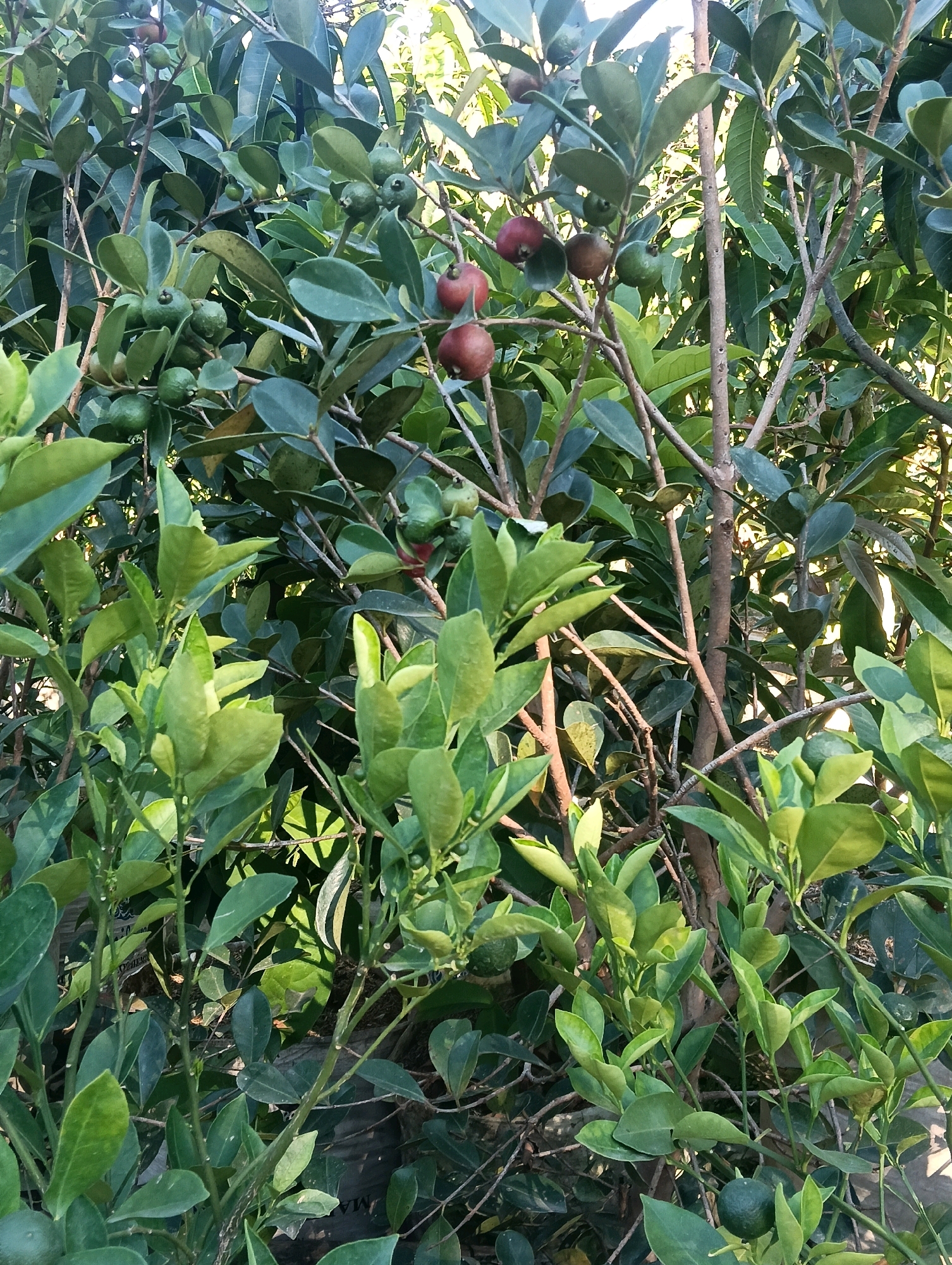 A medium shot captures a dense thicket of fruit-bearing trees, likely guava, in Gudangkahuripan, Indonesia. The trees are laden with green and reddish fruits, some appearing unripe and others closer to ripeness. Their leaves are a vibrant green, with some showing signs of age or exposure to the elements. The sunlight filters through the foliage, casting dappled shadows and highlighting the textures of the leaves and branches. The scene is dominated by the natural elements of the trees and fruits, with no people or human activity visible. The background is obscured by the dense growth, suggesting a natural or perhaps a cultivated garden environment. The overall impression is one of natural abundance and lush vegetation.