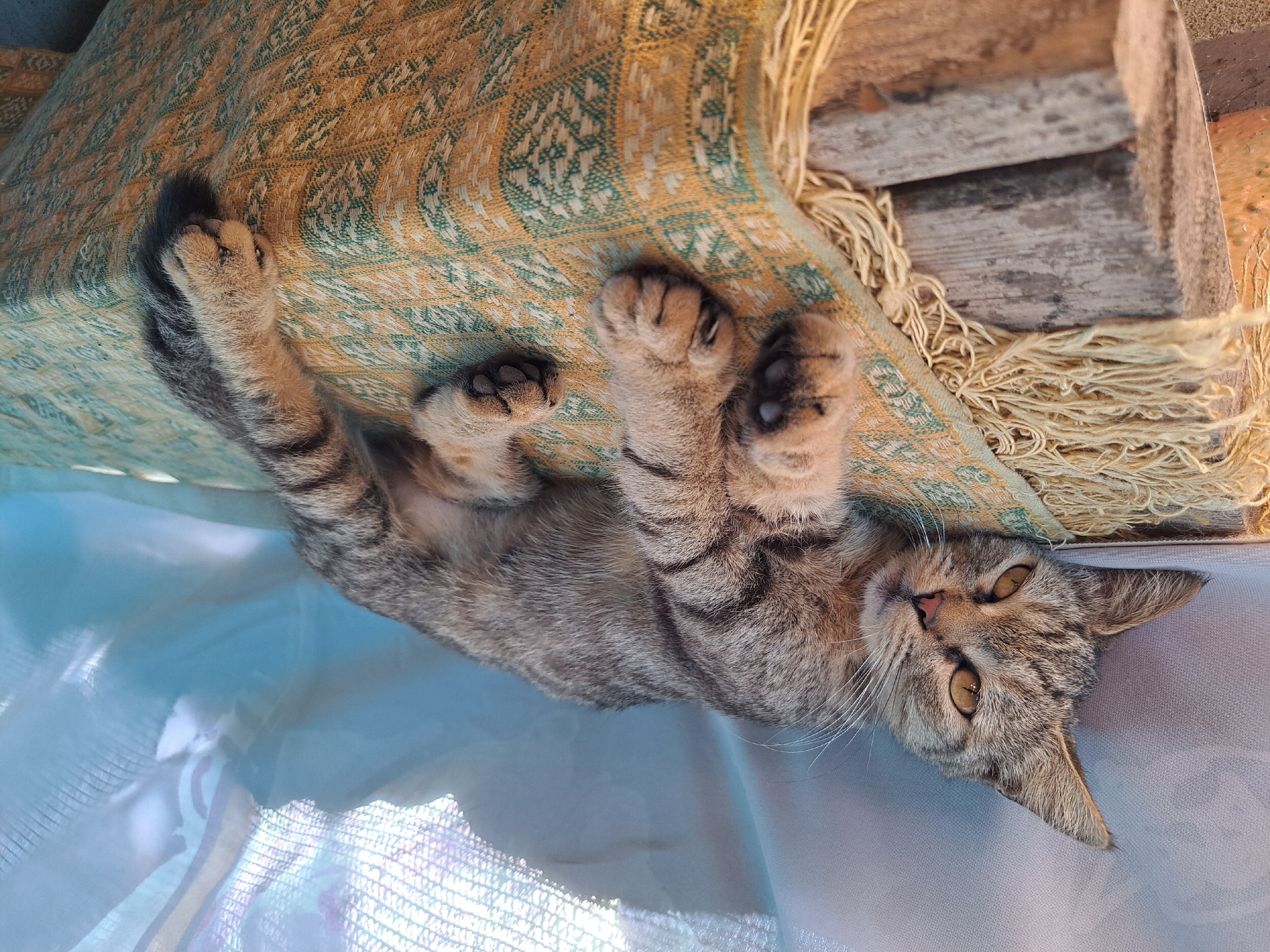 A tabby cat is lying on its side on a patterned textile draped over a wooden surface. The cat is facing left with its head resting on its paws. The textile has a fringe of yellow threads along the left edge. Behind the cat is a light blue translucent fabric. The scene is outdoors.