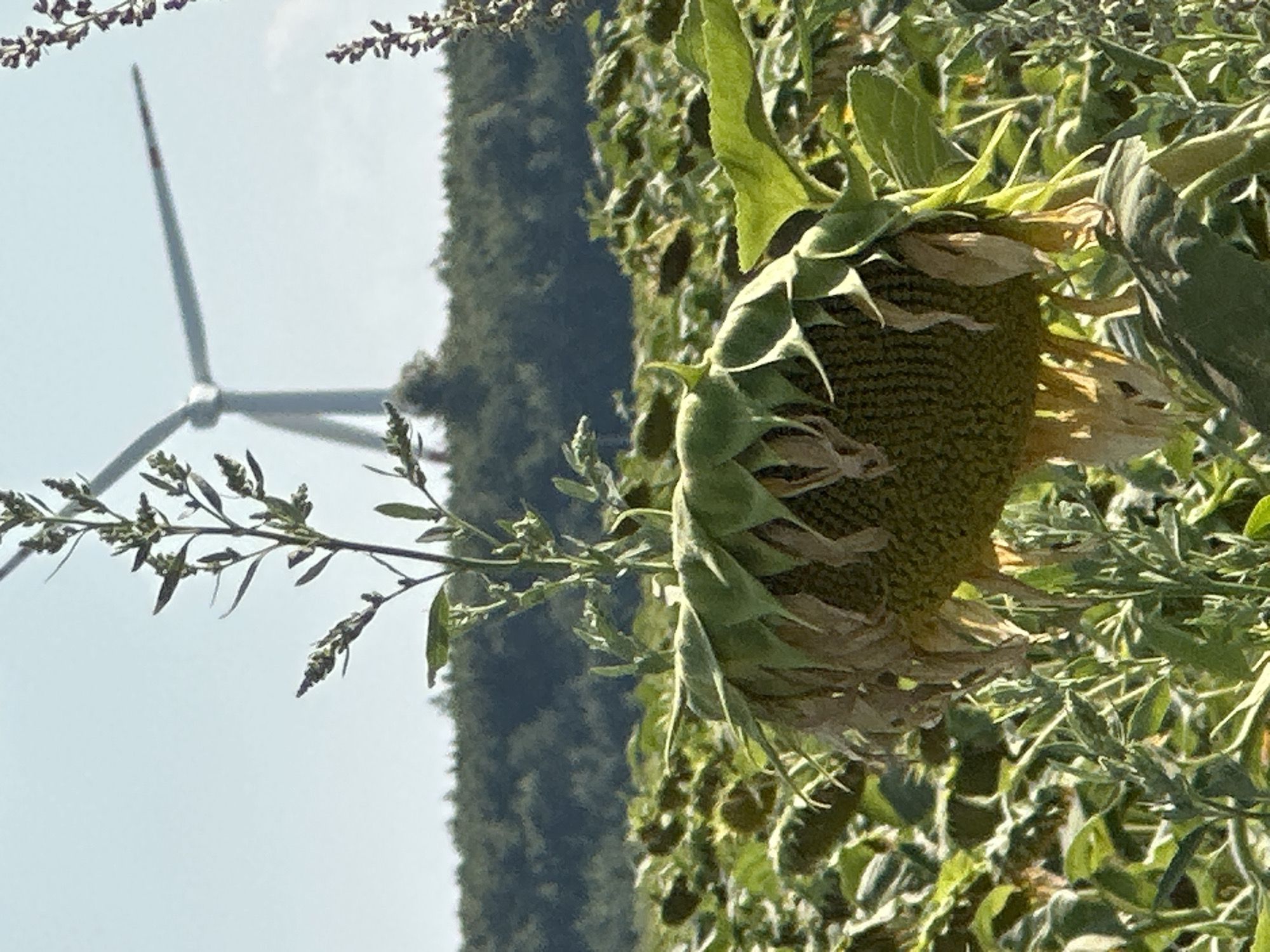 A close-up view of a wilting sunflower head in a field is captured against a backdrop of a wind turbine and a tree line under a clear sky. The sunflower's head is heavy and drooping, with its petals dried and curling inward, revealing the seeds beneath. Surrounding the sunflower are other plants, some appearing to be part of the same field, while others are tall weeds growing in between. In the middle ground, a dense green forest forms a horizontal band across the image, and behind it, a white wind turbine with three blades stands tall, its blades silhouetted against the bright sky. The scene is indicative of a rural or agricultural setting, possibly on the outskirts of Korchivka, Ukraine. There are no people or animals visible in the image.
