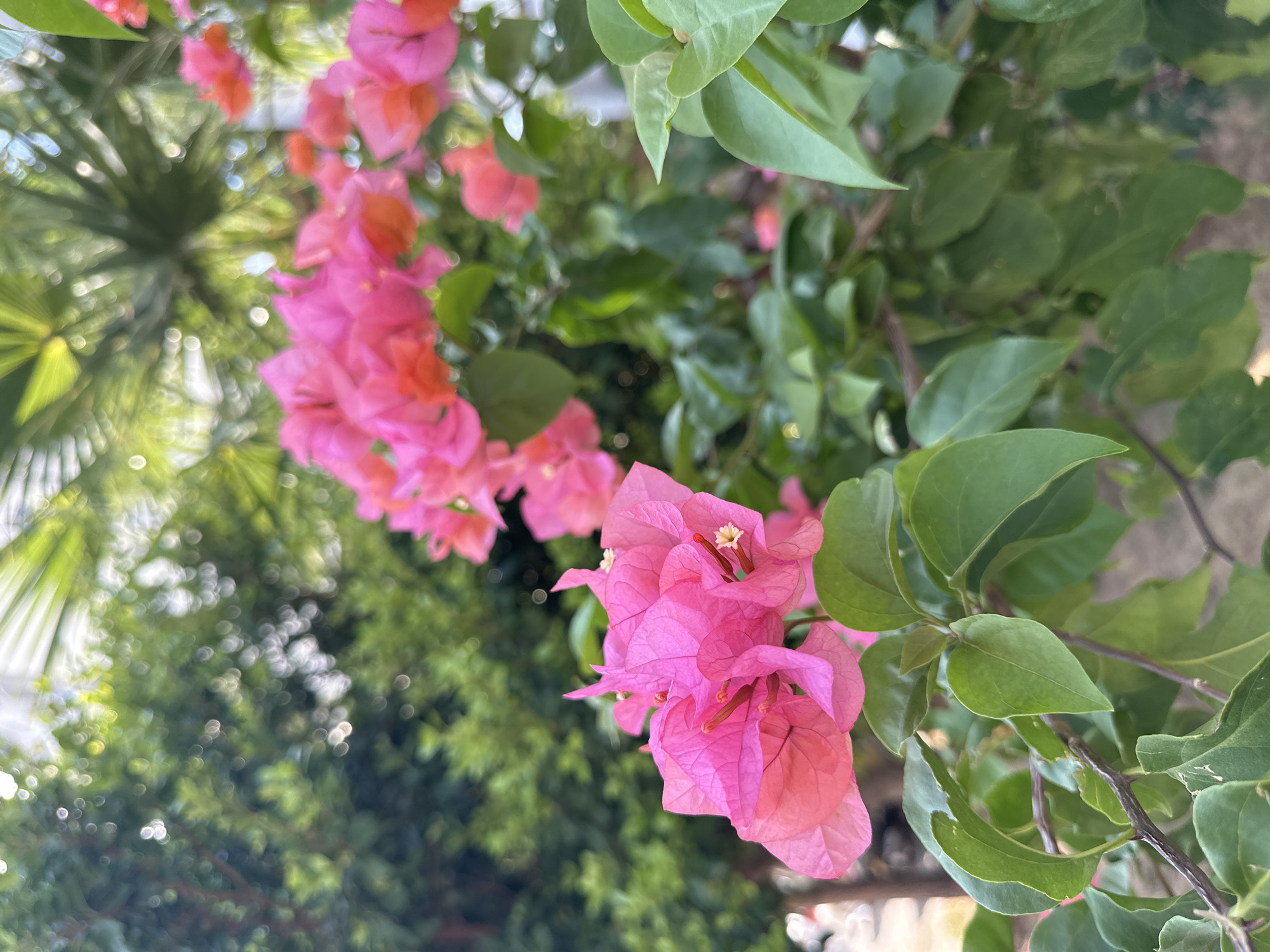 A close-up, eye-level, vertical shot showcases bright pink bougainvillea flowers in the foreground, with a blurred background of lush green foliage. The flowers are vibrant and detailed, with visible stamen and delicate petal textures. The greenery behind them is soft and out of focus, creating a bokeh effect that highlights the flowers. The image appears to be taken outdoors, likely in a garden or park setting, possibly in Kepez, Turkey, given the context. There are no people or animals visible in the frame. The lighting suggests it is daytime, with soft natural light illuminating the scene.