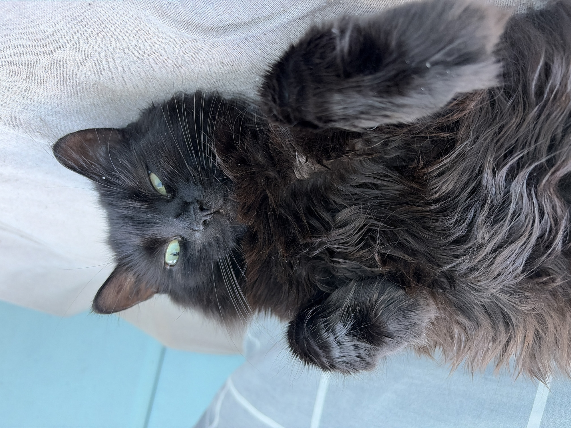A black, long-haired cat with green eyes is lying on its back on a textured light-colored surface. Its front paws are crossed over its chest, and its body is relaxed. The background is out of focus, showing a light blue surface above a lighter gray surface. The cat's fur appears somewhat disheveled. There is no indication of the cat's location within the city of Kyiv, Ukraine, or any other specific geographical information. The scene is static, with the cat appearing to be resting.