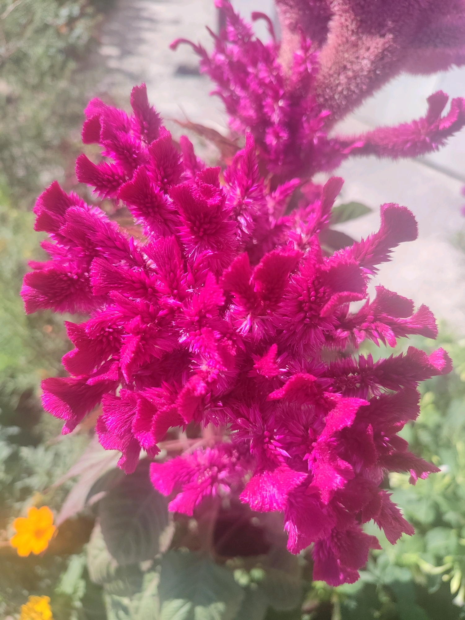 A close-up shot captures a cluster of vibrant magenta celosia flowers, their velvety petals resembling plumes. The flowers are in sharp focus, set against a softly blurred background of greenery and what appears to be a pathway or ground surface. In the lower left quadrant, two small yellow flowers add a contrasting splash of color. The lighting suggests it is daytime, with bright sunlight illuminating the scene. The image does not provide enough context to determine a specific location within Tashkent, Uzbekistan. There are no people or discernible actions depicted.