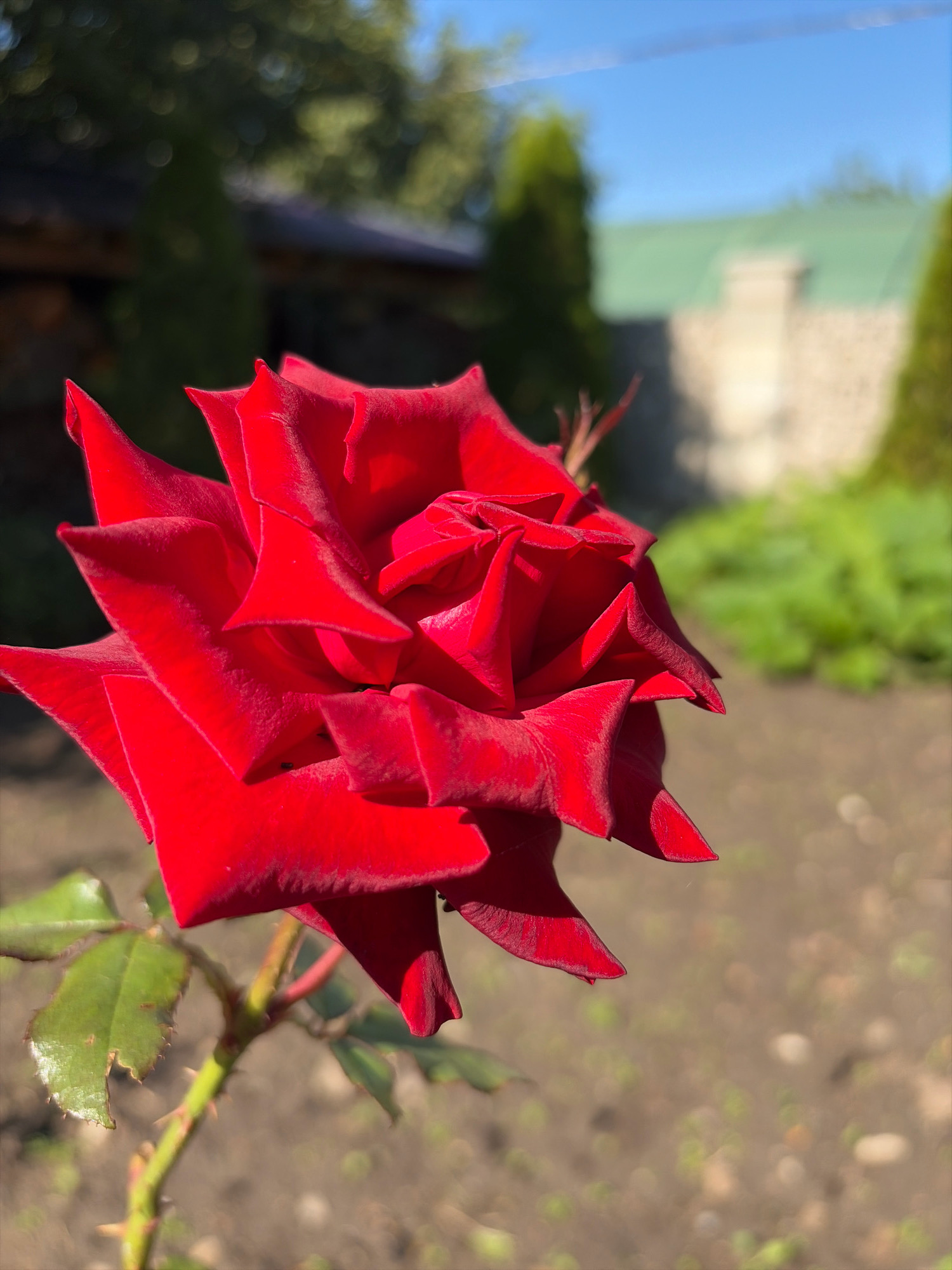 A close-up, side-view photograph captures a vibrant red rose in full bloom, its petals intricately layered and catching the sunlight. The rose is positioned in the foreground, slightly to the left of the frame. In the background, the scene opens up to a yard with a paved path, green foliage, a stone wall with a green roof, and a clear blue sky. The focus is sharp on the rose, with the background rendered in a soft, blurred bokeh effect. The image is taken in Oxentea, Moldova.
