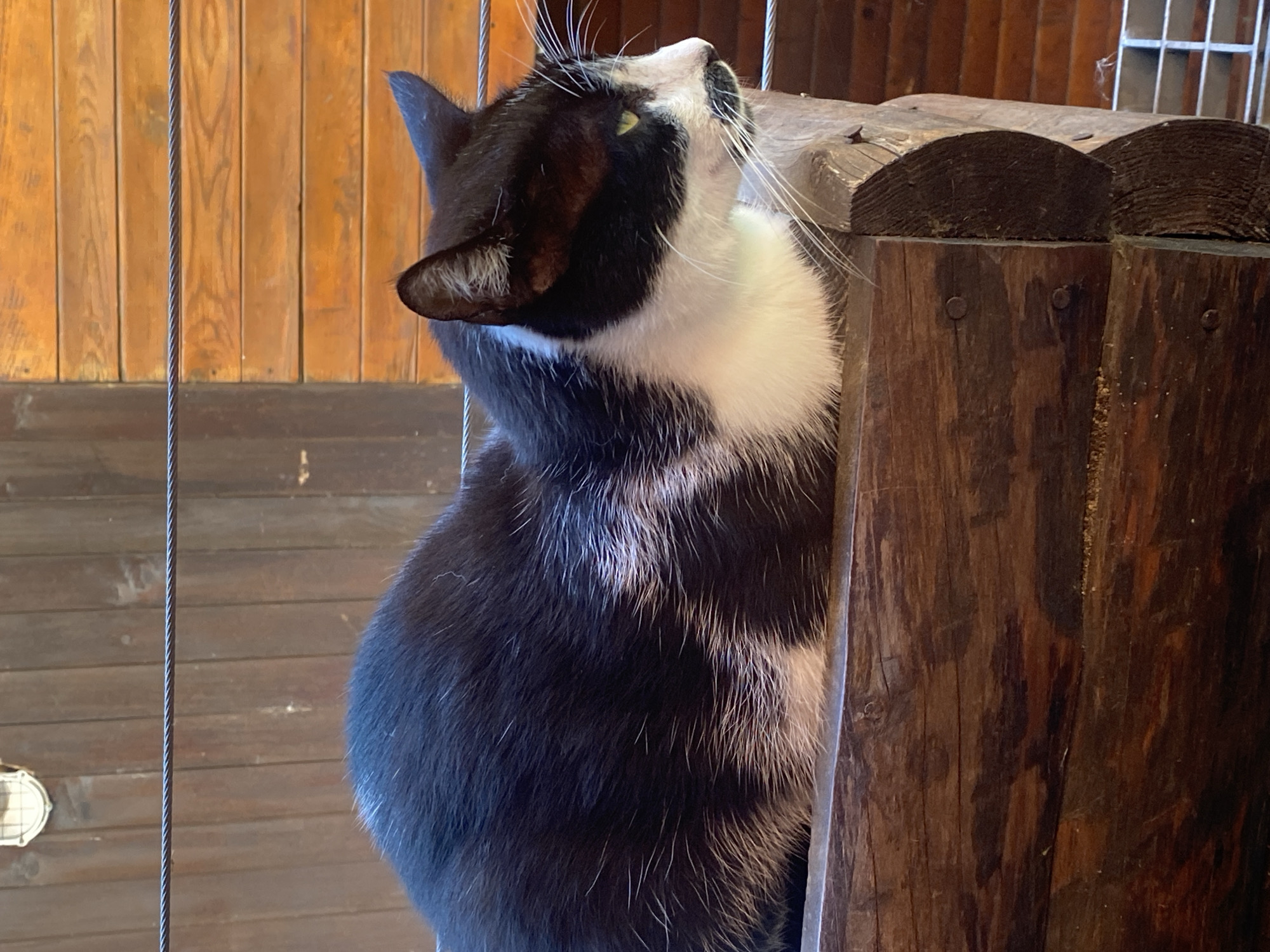 A black and white cat is lying on a wooden beam, with its body curled up and its head turned to the right, looking out of frame. The cat has a white chest and belly, and black fur on its back and head, with white markings on its face. The background consists of wooden walls and a wire fence. The image is taken outdoors. No location in Belgrade, Serbia is discernible from the image.