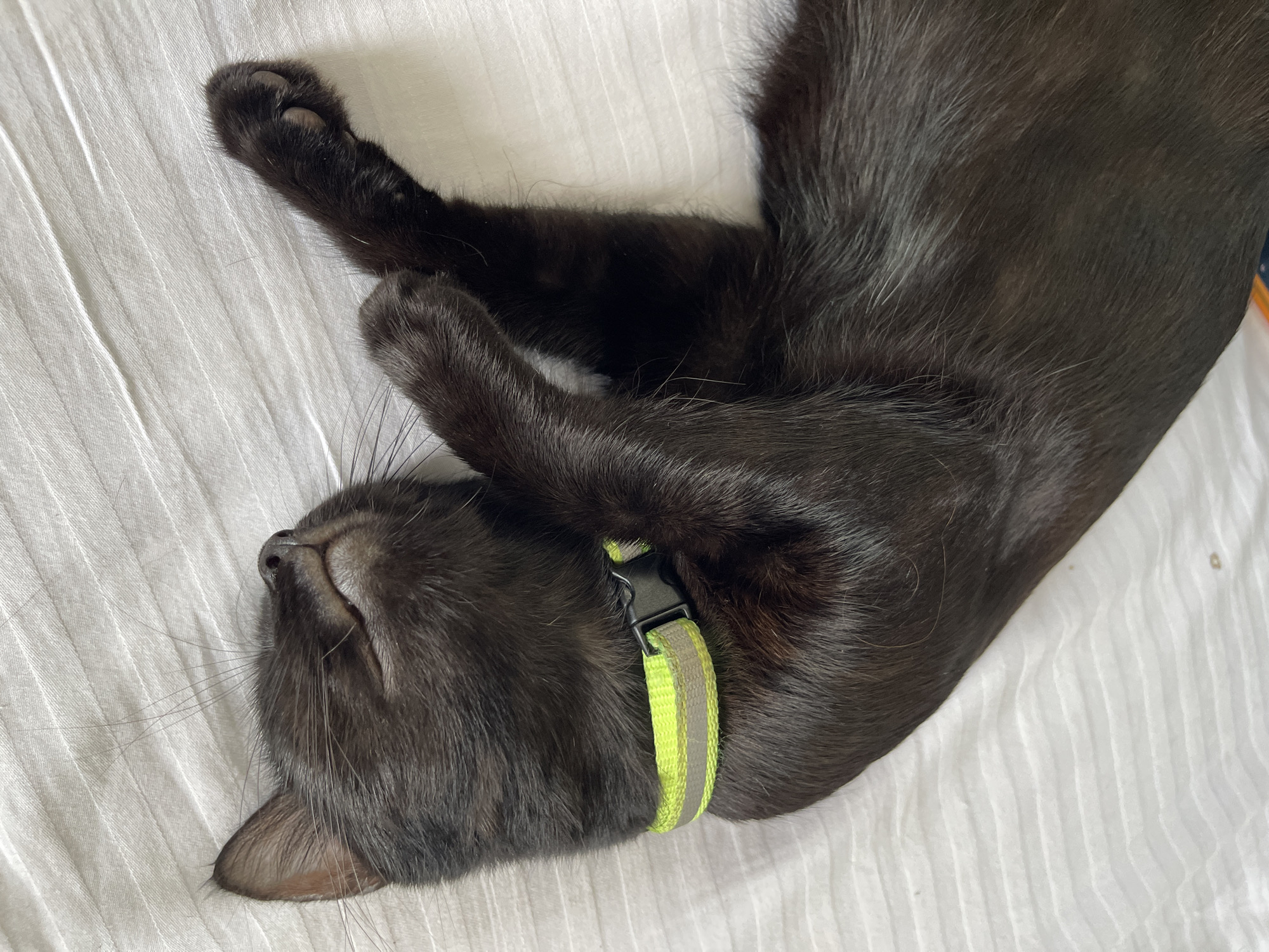 A black cat is lying on its back on a white, textured surface, with its head tilted back and eyes closed. It is wearing a reflective yellow collar. The cat's paws are resting on its chest. The surface appears to be a bed or similar soft material. The image is taken from a top-down perspective. There is no visible indication of the cat's location in Madina, Ghana.